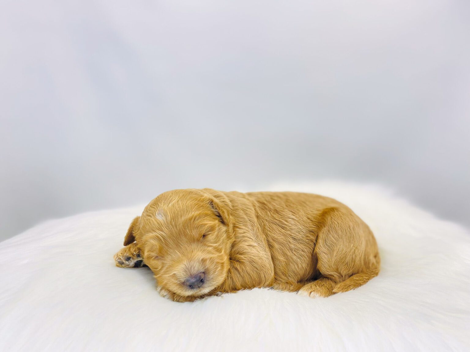I am just a tiny baby and would love to join your family soon! Of course, you can’t see how cute and curly I will be when I get older, so the Dog Club will send updated photos when I am about 6 to 7 weeks old, if you choose to adopt me. Infant puppy deposits are refundable or transferrable.