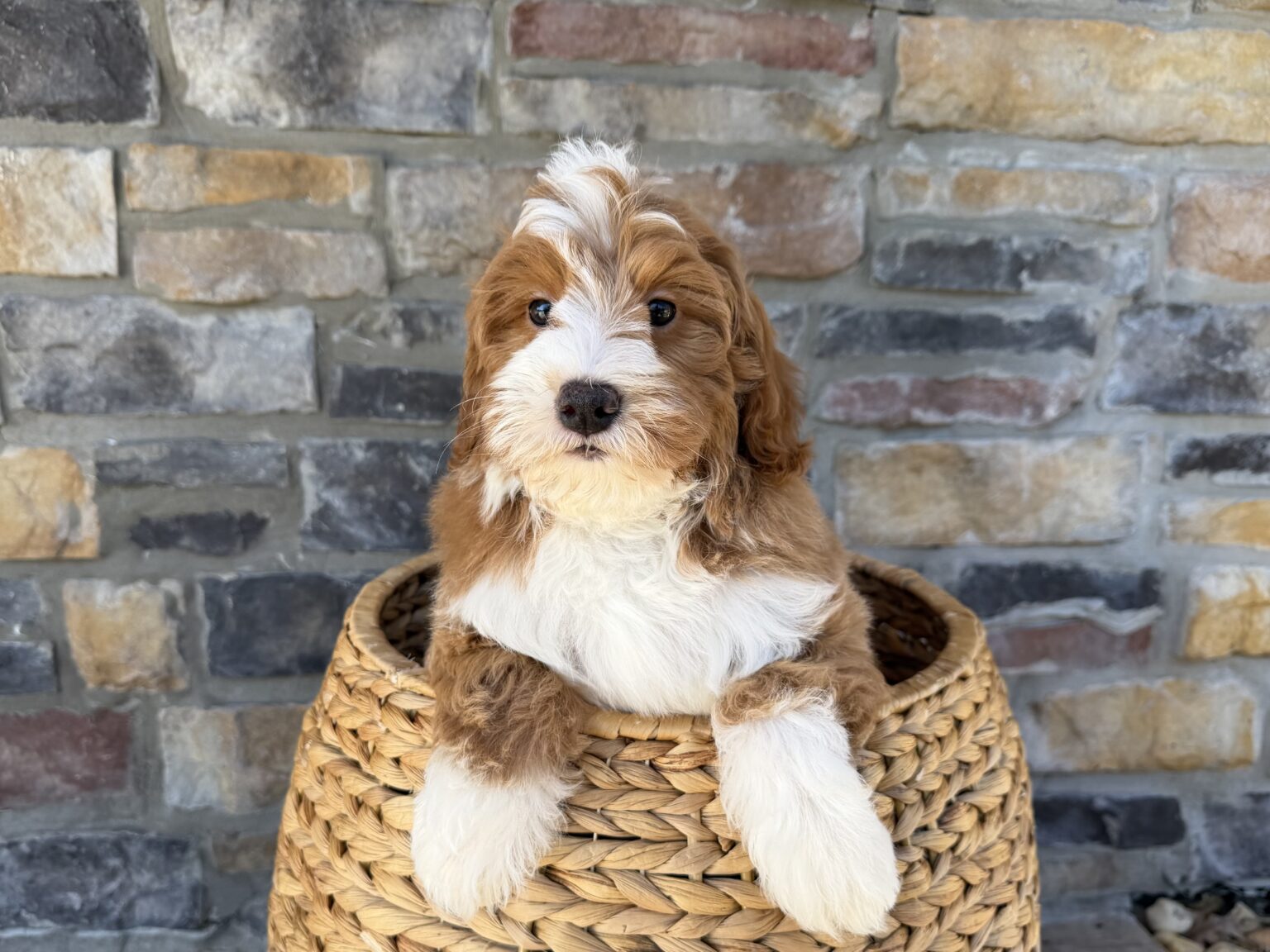 I am just a tiny baby and would love to join your family soon! Of course, you can’t see how cute and curly I will be when I get older, so the Dog Club will send updated photos when I am about 6 to 7 weeks old, if you choose to adopt me. Infant puppy deposits are refundable or transferrable.