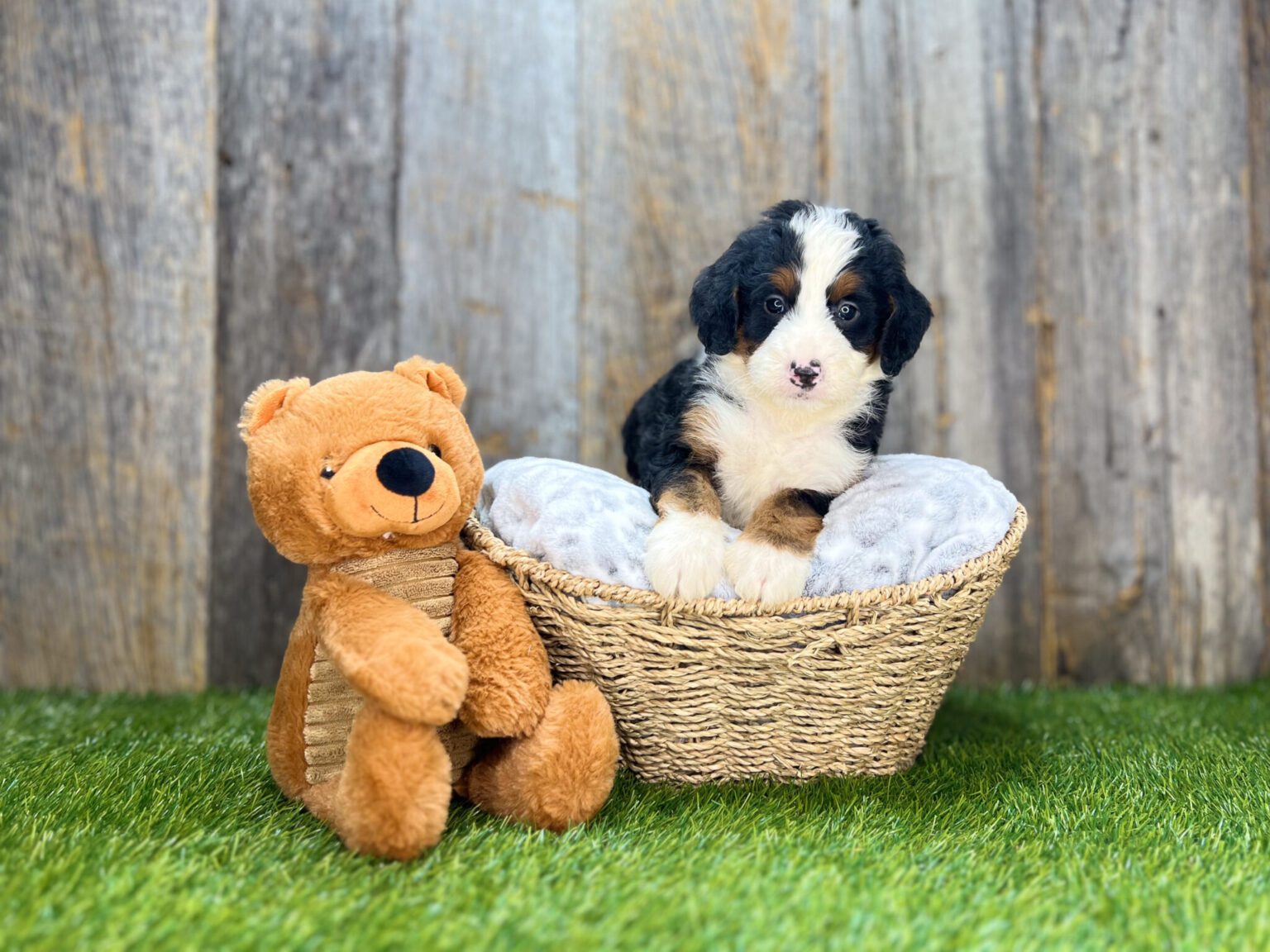 I am just a tiny baby and would love to join your family soon! Of course, you can’t see how cute and curly I will be when I get older, so the Dog Club will send updated photos when I am about 6 to 7 weeks old, if you choose to adopt me. Infant puppy deposits are refundable or transferrable.
