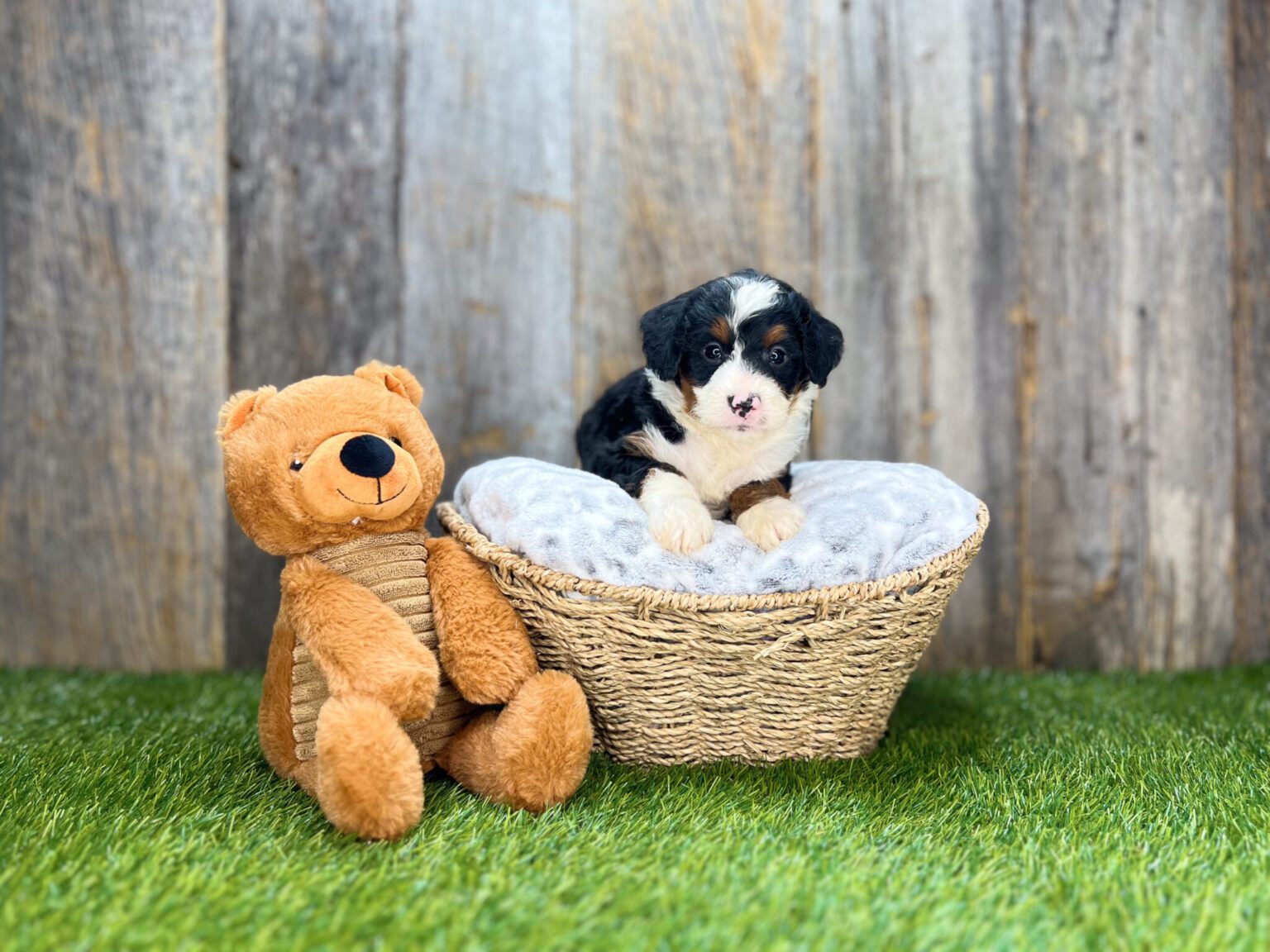 I am just a tiny baby and would love to join your family soon! Of course, you can’t see how cute and curly I will be when I get older, so the Dog Club will send updated photos when I am about 6 to 7 weeks old, if you choose to adopt me. Infant puppy deposits are refundable or transferrable.