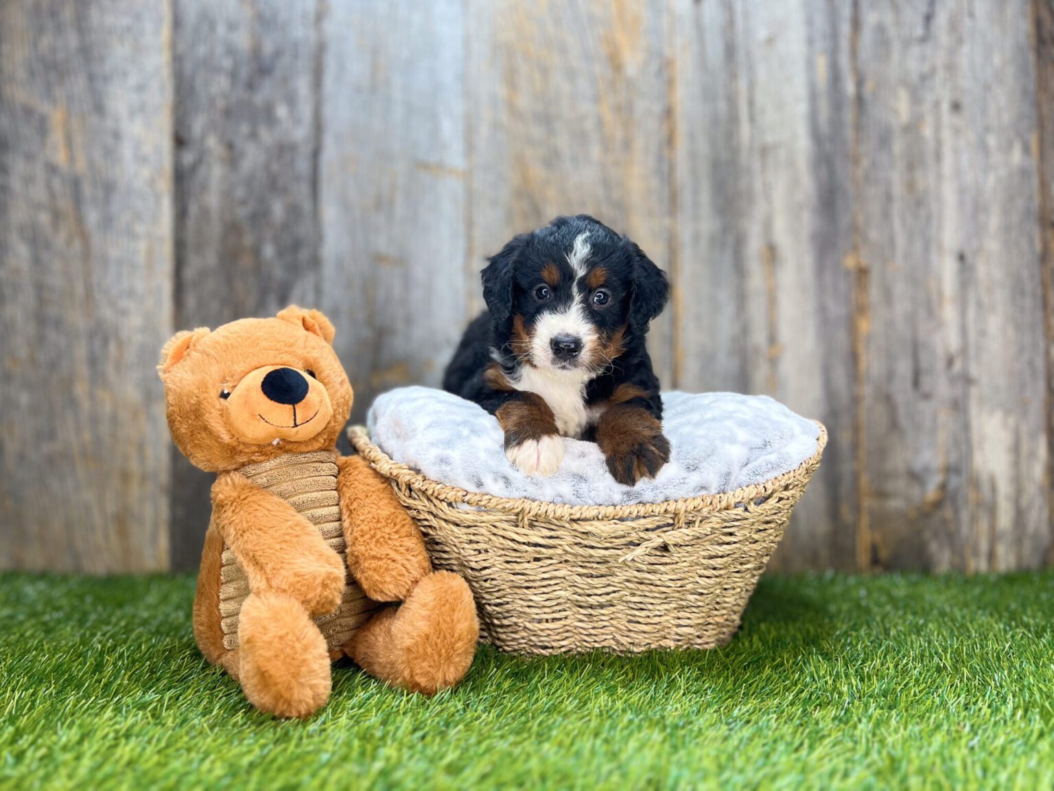I am just a tiny baby and would love to join your family soon! Of course, you can’t see how cute and curly I will be when I get older, so the Dog Club will send updated photos when I am about 6 to 7 weeks old, if you choose to adopt me. Infant puppy deposits are refundable or transferrable.