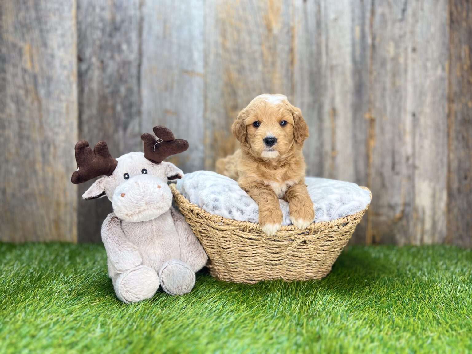 I am just a tiny baby and would love to join your family soon! Of course, you can’t see how cute and curly I will be when I get older, so the Dog Club will send updated photos when I am about 6 to 7 weeks old, if you choose to adopt me. Infant puppy deposits are refundable or transferrable.