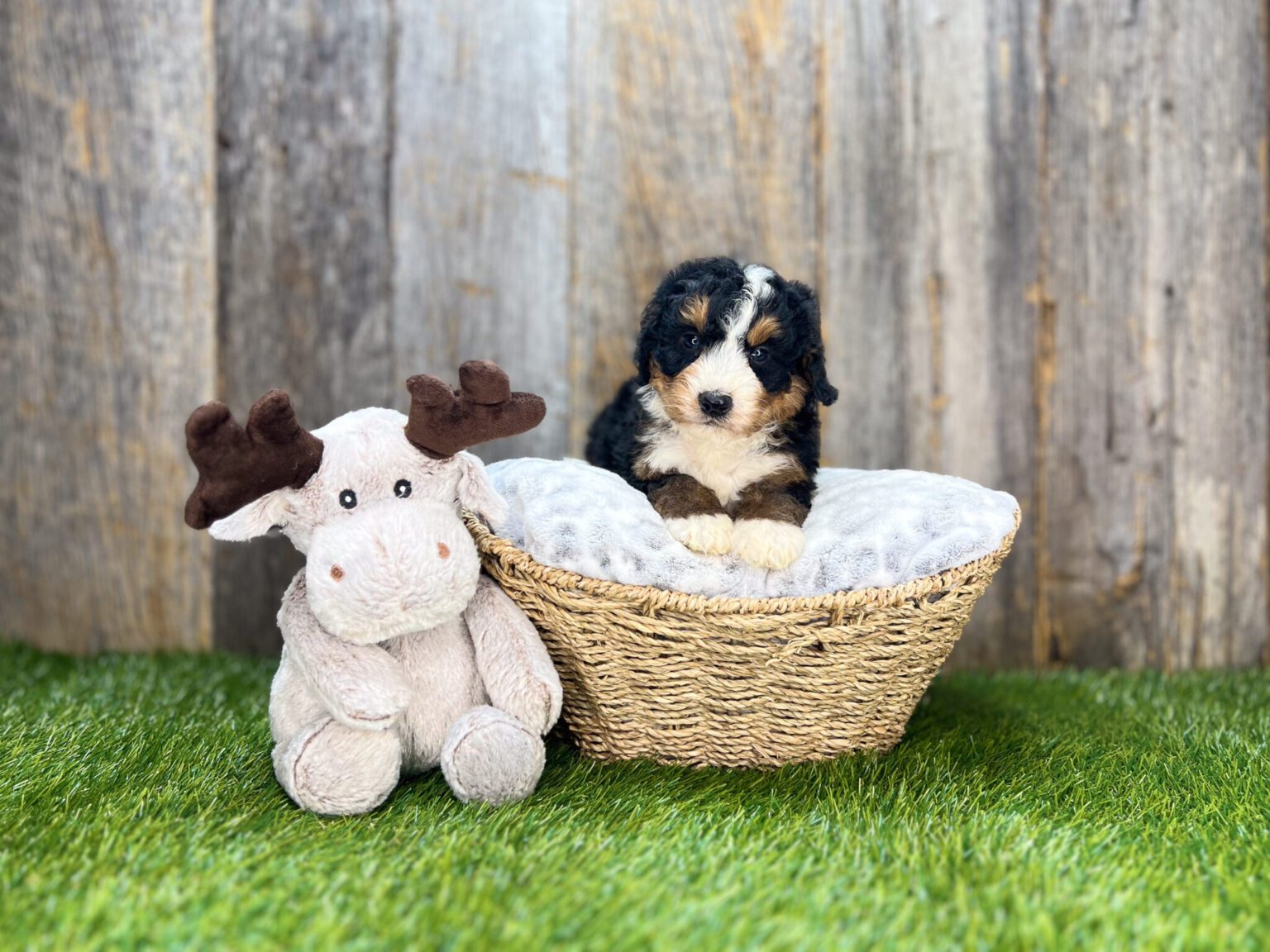 I am just a tiny baby and would love to join your family soon! Of course, you can’t see how cute and curly I will be when I get older, so the Dog Club will send updated photos when I am about 6 to 7 weeks old, if you choose to adopt me. Infant puppy deposits are refundable or transferrable.