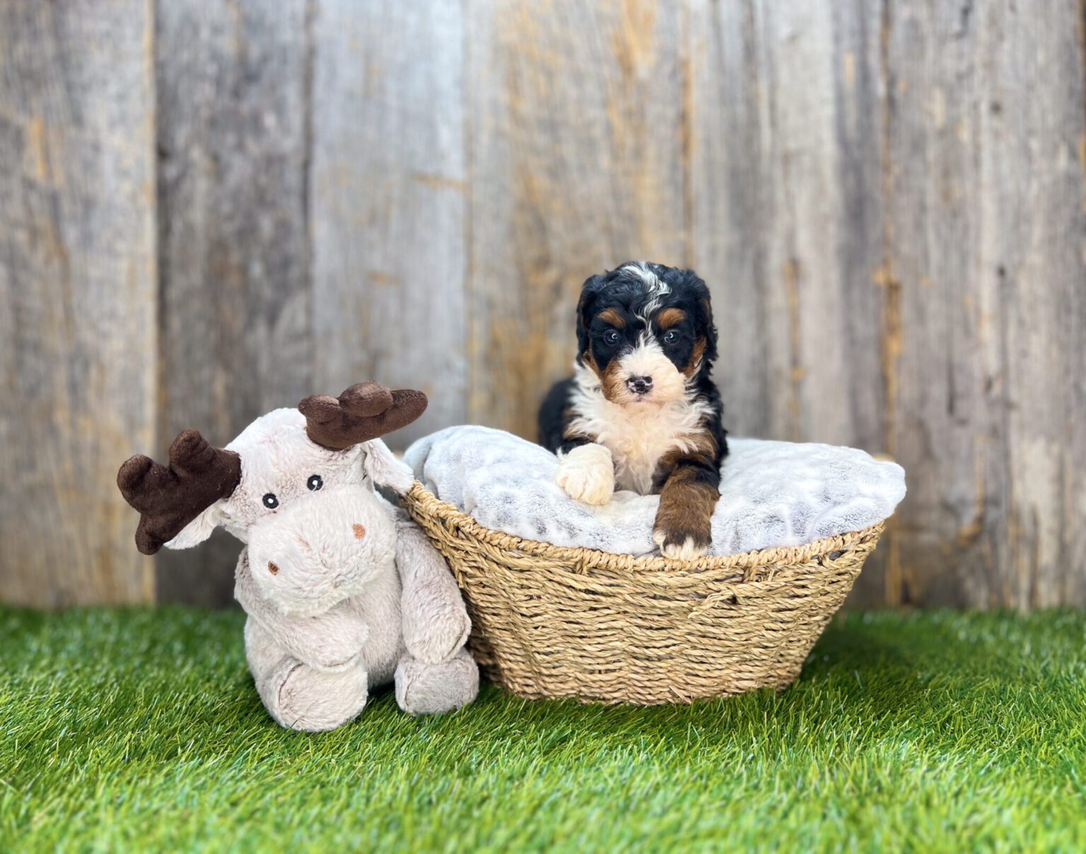 I am just a tiny baby and would love to join your family soon! Of course, you can’t see how cute and curly I will be when I get older, so the Dog Club will send updated photos when I am about 6 to 7 weeks old, if you choose to adopt me. Infant puppy deposits are refundable or transferrable.