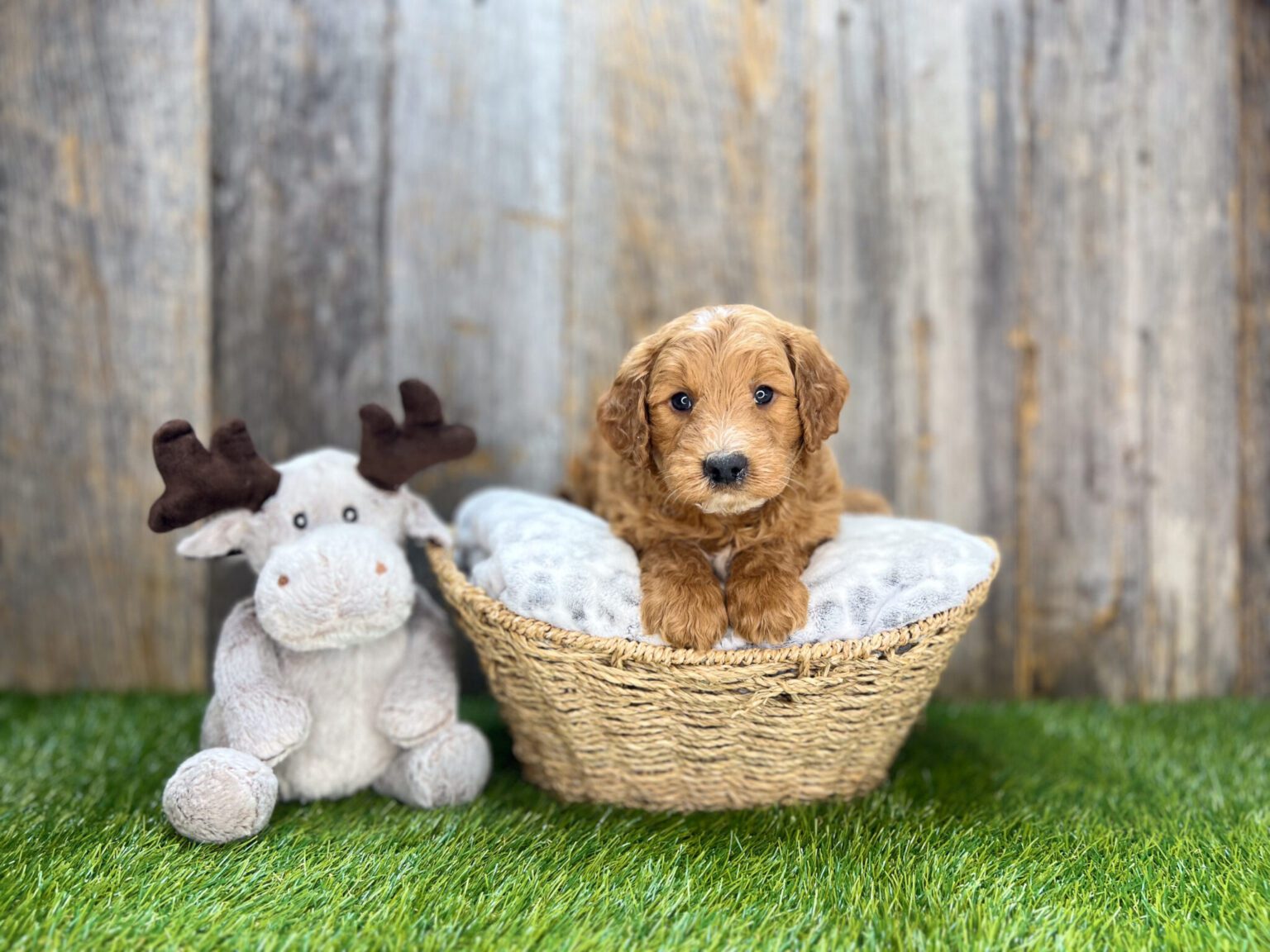 I am just a tiny baby and would love to join your family soon! Of course, you can’t see how cute and curly I will be when I get older, so the Dog Club will send updated photos when I am about 6 to 7 weeks old, if you choose to adopt me. Infant puppy deposits are refundable or transferrable.