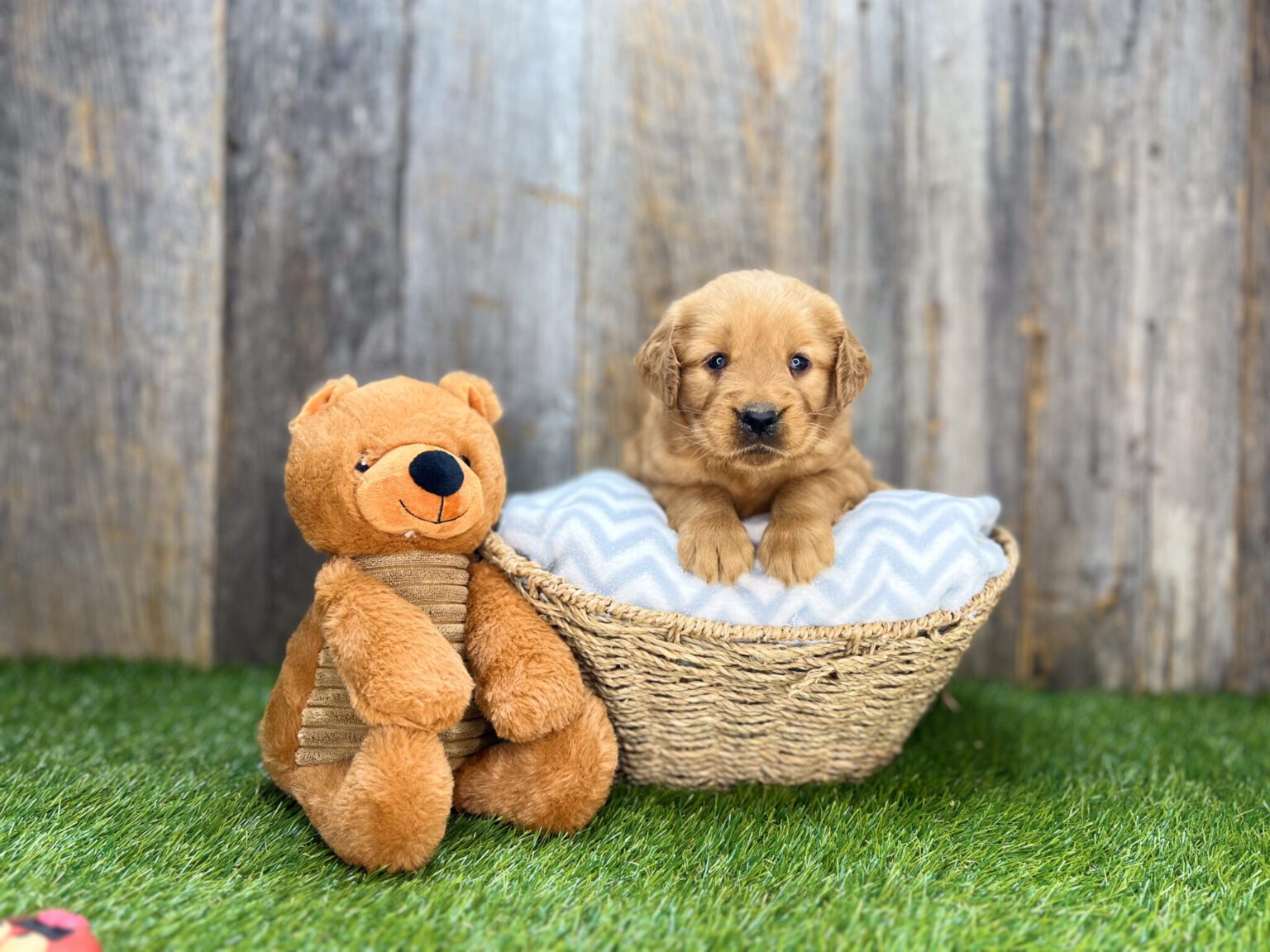 I am just a tiny baby and would love to join your family soon! Of course, you can’t see how cute and curly I will be when I get older, so the Dog Club will send updated photos when I am about 6 to 7 weeks old, if you choose to adopt me. Infant puppy deposits are refundable or transferrable.