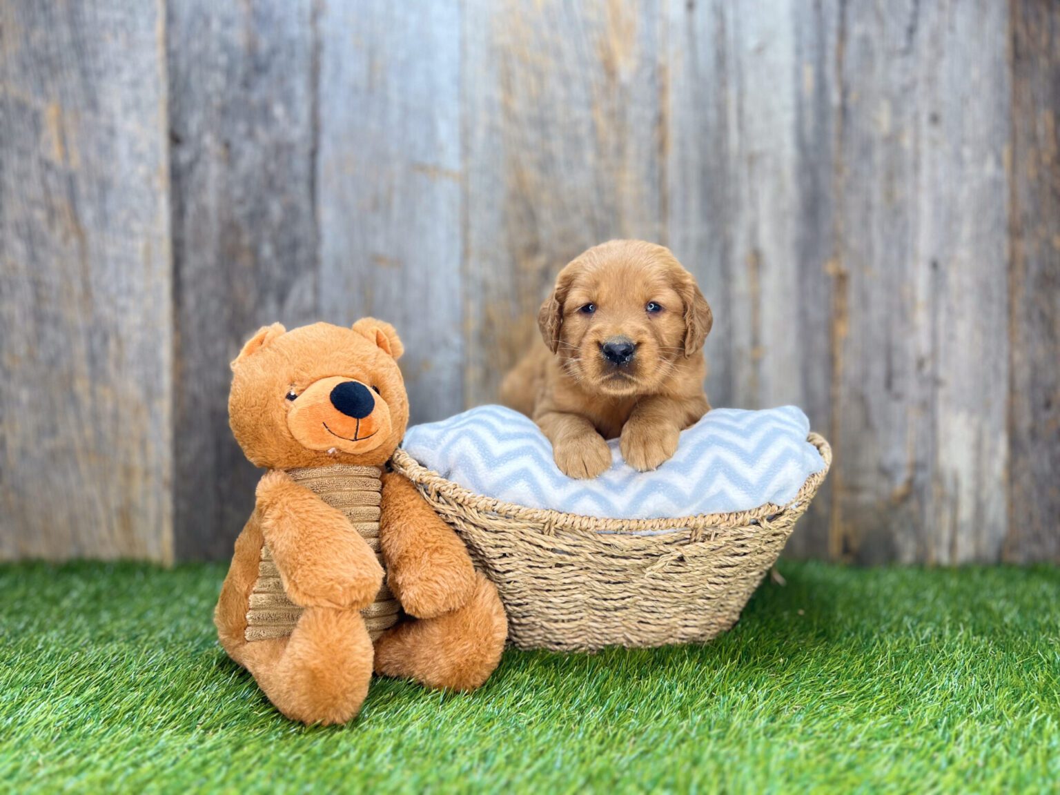 I am just a tiny baby and would love to join your family soon! Of course, you can’t see how cute and curly I will be when I get older, so the Dog Club will send updated photos when I am about 6 to 7 weeks old, if you choose to adopt me. Infant puppy deposits are refundable or transferrable.