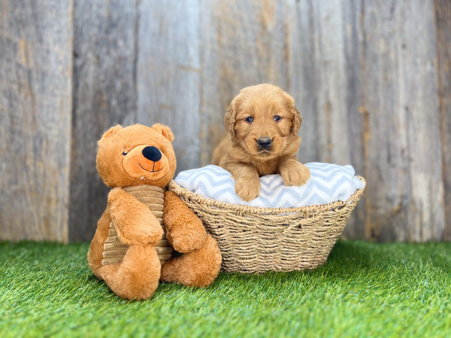 I am just a tiny baby and would love to join your family soon! Of course, you can’t see how cute and curly I will be when I get older, so the Dog Club will send updated photos when I am about 6 to 7 weeks old, if you choose to adopt me. Infant puppy deposits are refundable or transferrable.