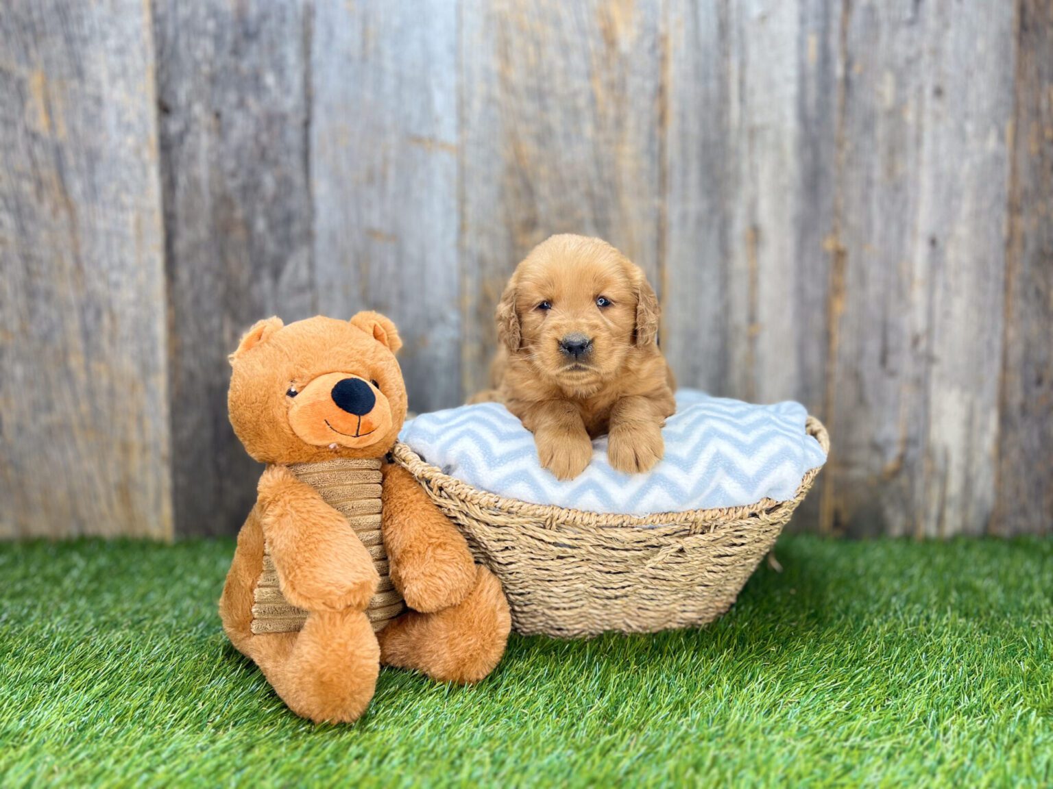 I am just a tiny baby and would love to join your family soon! Of course, you can’t see how cute and curly I will be when I get older, so the Dog Club will send updated photos when I am about 6 to 7 weeks old, if you choose to adopt me. Infant puppy deposits are refundable or transferrable.