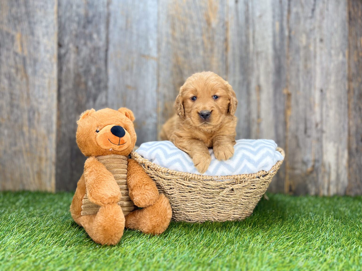 I am just a tiny baby and would love to join your family soon! Of course, you can’t see how cute and curly I will be when I get older, so the Dog Club will send updated photos when I am about 6 to 7 weeks old, if you choose to adopt me. Infant puppy deposits are refundable or transferrable.