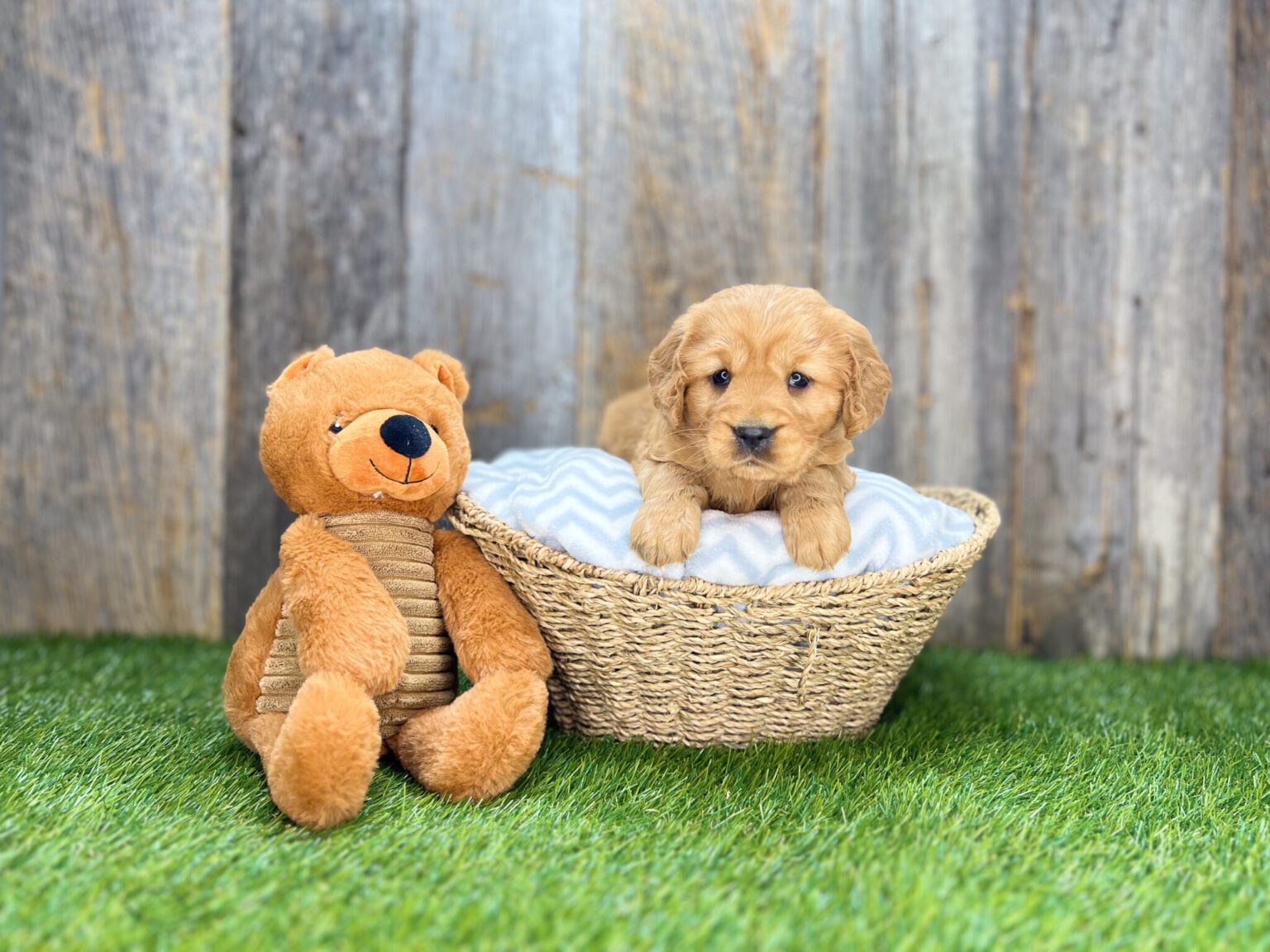 I am just a tiny baby and would love to join your family soon! Of course, you can’t see how cute and curly I will be when I get older, so the Dog Club will send updated photos when I am about 6 to 7 weeks old, if you choose to adopt me. Infant puppy deposits are refundable or transferrable.