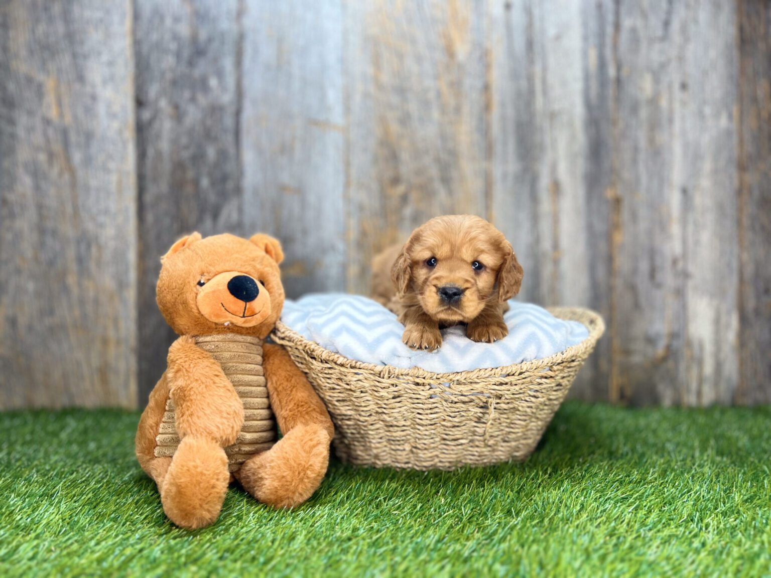 I am just a tiny baby and would love to join your family soon! Of course, you can’t see how cute and curly I will be when I get older, so the Dog Club will send updated photos when I am about 6 to 7 weeks old, if you choose to adopt me. Infant puppy deposits are refundable or transferrable.