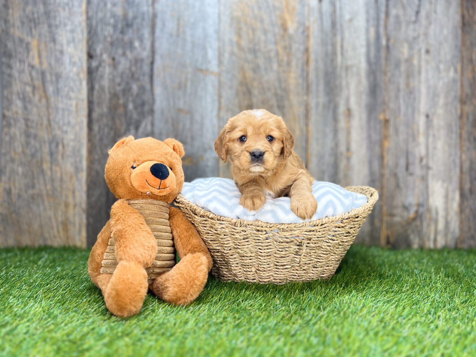 I am just a tiny baby and would love to join your family soon! Of course, you can’t see how cute and curly I will be when I get older, so the Dog Club will send updated photos when I am about 6 to 7 weeks old, if you choose to adopt me. Infant puppy deposits are refundable or transferrable.