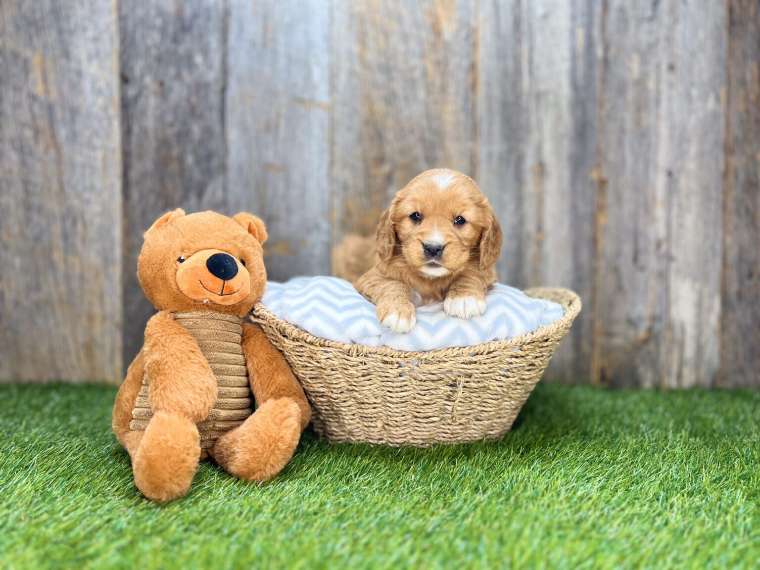 I am just a tiny baby and would love to join your family soon! Of course, you can’t see how cute and curly I will be when I get older, so the Dog Club will send updated photos when I am about 6 to 7 weeks old, if you choose to adopt me. Infant puppy deposits are refundable or transferrable.