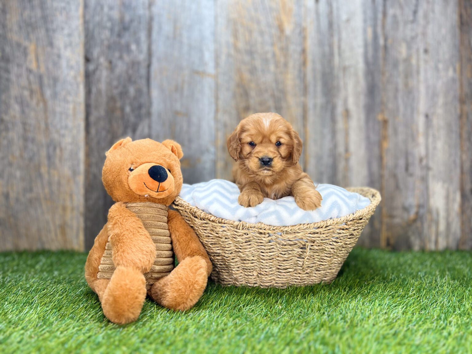 I am just a tiny baby and would love to join your family soon! Of course, you can’t see how cute and curly I will be when I get older, so the Dog Club will send updated photos when I am about 6 to 7 weeks old, if you choose to adopt me. Infant puppy deposits are refundable or transferrable.