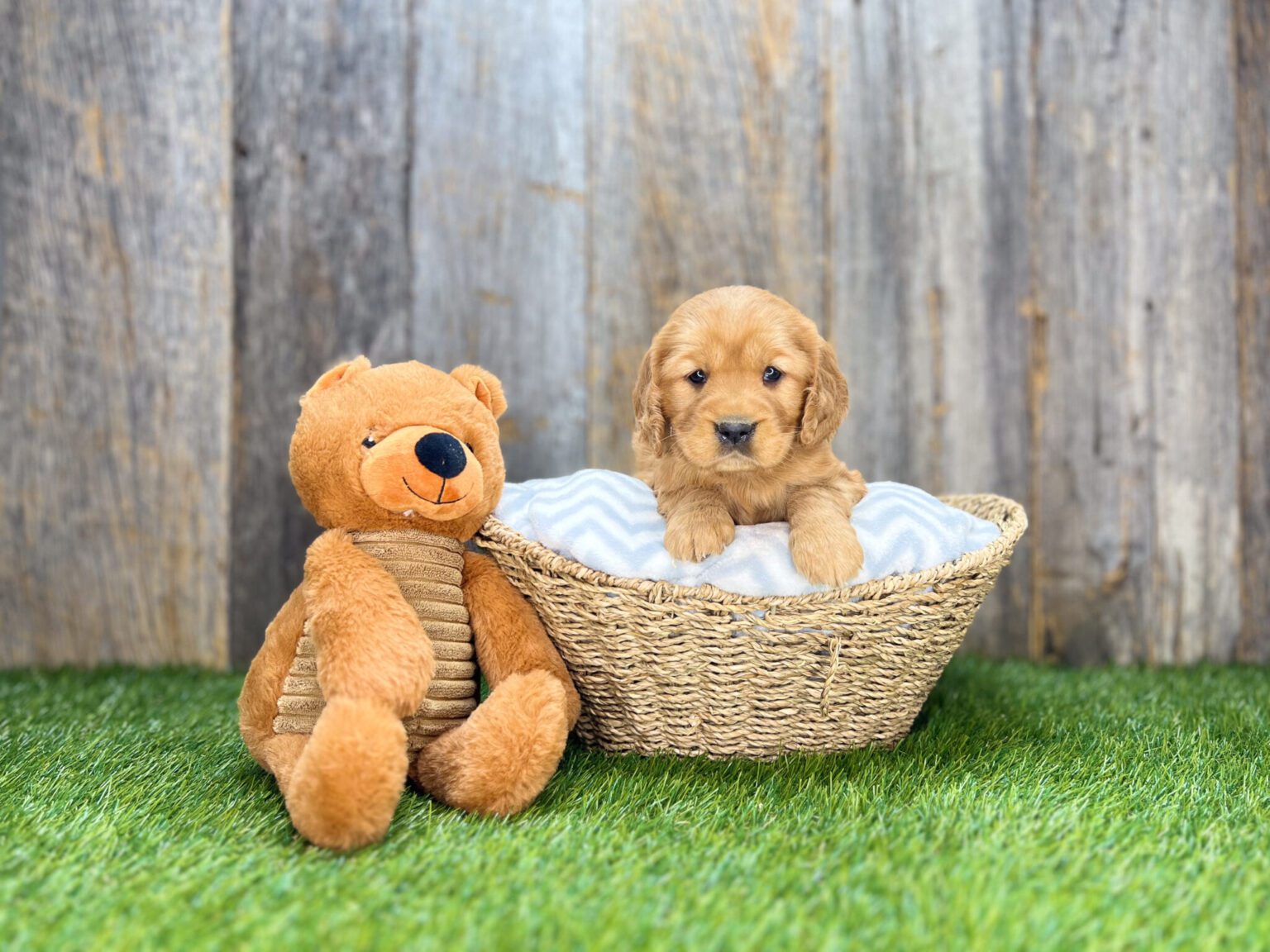 I am just a tiny baby and would love to join your family soon! Of course, you can’t see how cute and curly I will be when I get older, so the Dog Club will send updated photos when I am about 6 to 7 weeks old, if you choose to adopt me. Infant puppy deposits are refundable or transferrable.