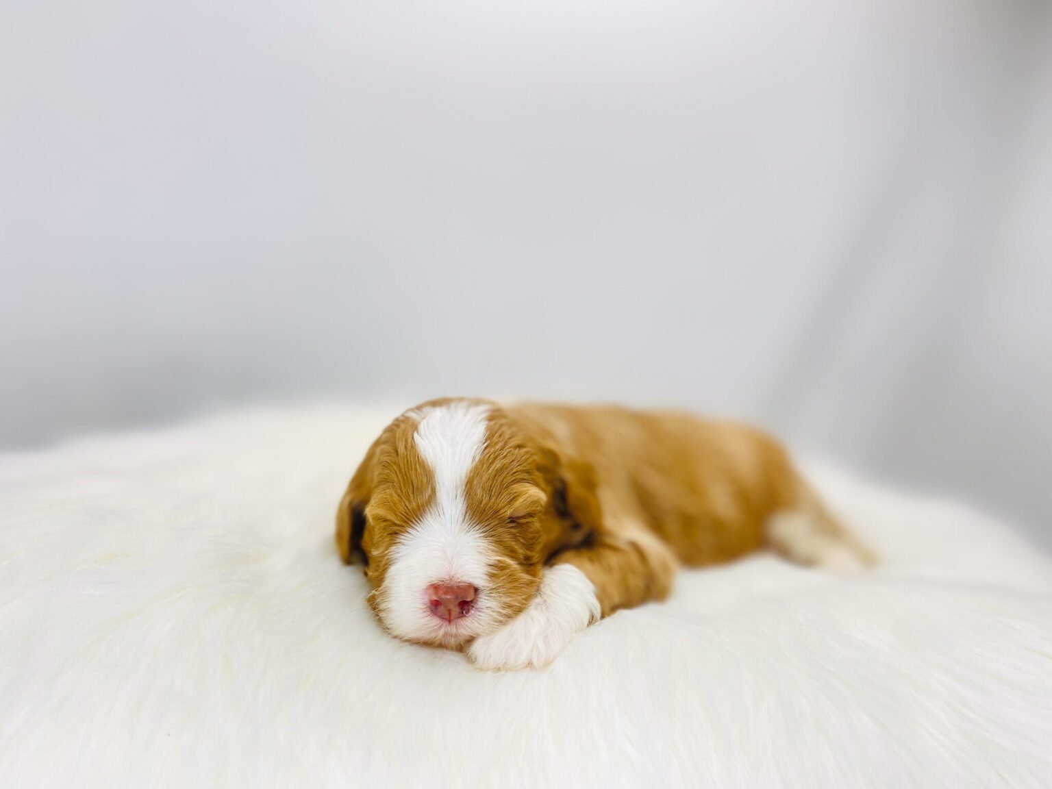 I am just a tiny baby and would love to join your family soon! Of course, you can’t see how cute and curly I will be when I get older, so the Dog Club will send updated photos when I am about 6 to 7 weeks old, if you choose to adopt me. Infant puppy deposits are refundable or transferrable.