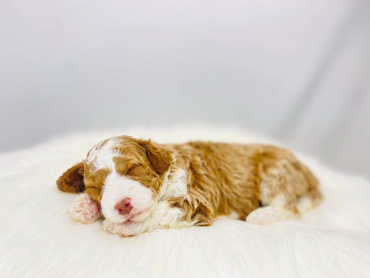 I am just a tiny baby and would love to join your family soon! Of course, you can’t see how cute and curly I will be when I get older, so the Dog Club will send updated photos when I am about 6 to 7 weeks old, if you choose to adopt me. Infant puppy deposits are refundable or transferrable.