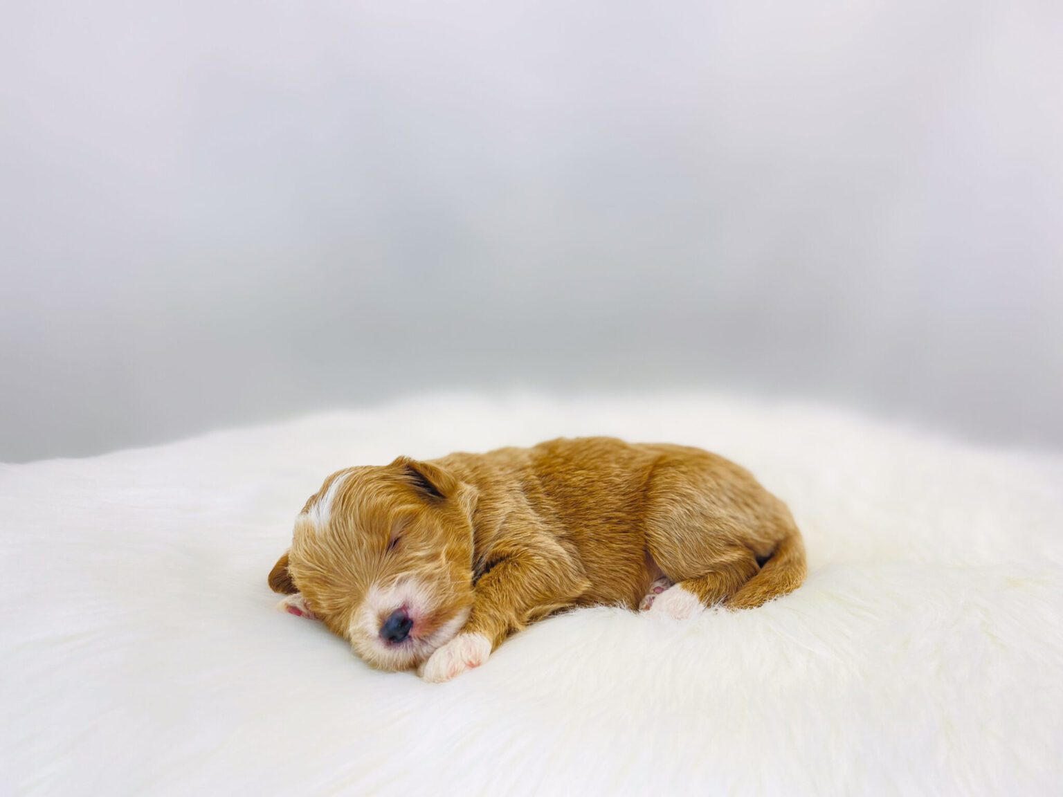 I am just a tiny baby and would love to join your family soon! Of course, you can’t see how cute and curly I will be when I get older, so the Dog Club will send updated photos when I am about 6 to 7 weeks old, if you choose to adopt me. Infant puppy deposits are refundable or transferrable.