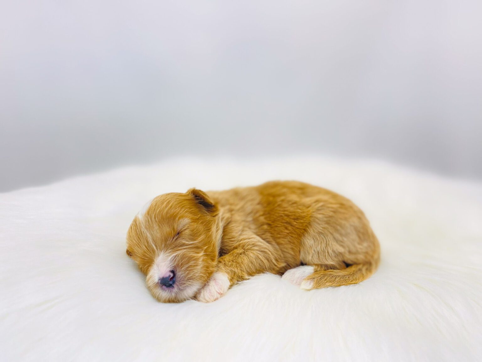 I am just a tiny baby and would love to join your family soon! Of course, you can’t see how cute and curly I will be when I get older, so the Dog Club will send updated photos when I am about 6 to 7 weeks old, if you choose to adopt me. Infant puppy deposits are refundable or transferrable.