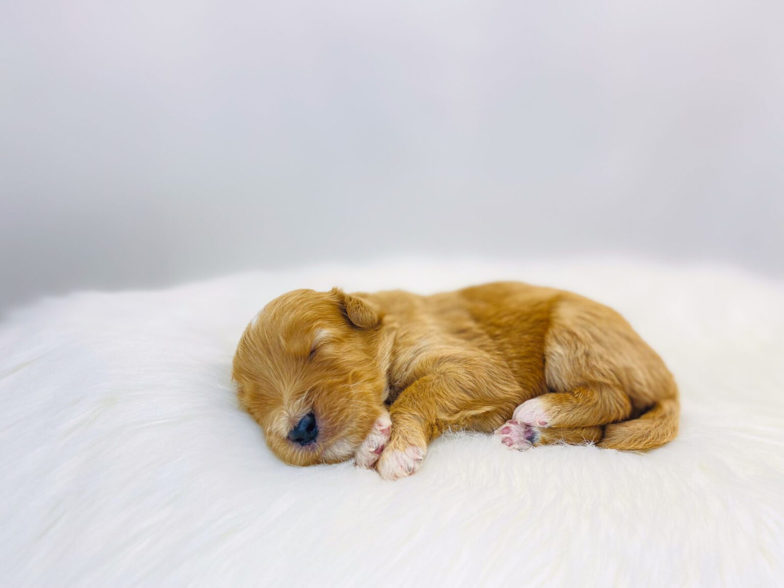 I am just a tiny baby and would love to join your family soon! Of course, you can’t see how cute and curly I will be when I get older, so the Dog Club will send updated photos when I am about 6 to 7 weeks old, if you choose to adopt me. Infant puppy deposits are refundable or transferrable.