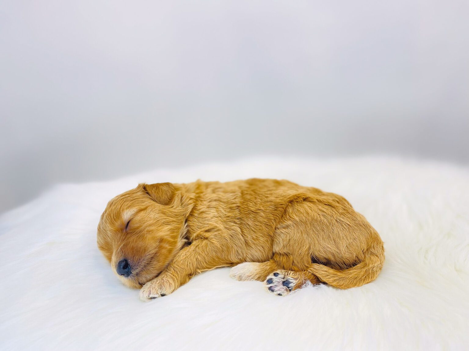 I am just a tiny baby and would love to join your family soon! Of course, you can’t see how cute and curly I will be when I get older, so the Dog Club will send updated photos when I am about 6 to 7 weeks old, if you choose to adopt me. Infant puppy deposits are refundable or transferrable.