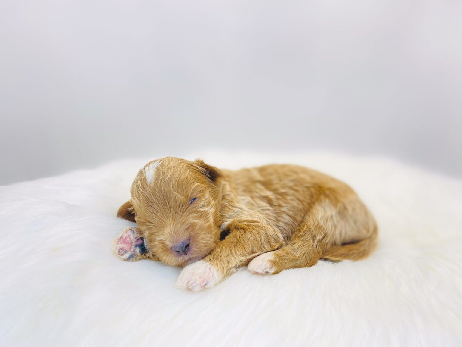 I am just a tiny baby and would love to join your family soon! Of course, you can’t see how cute and curly I will be when I get older, so the Dog Club will send updated photos when I am about 6 to 7 weeks old, if you choose to adopt me. Infant puppy deposits are refundable or transferrable.