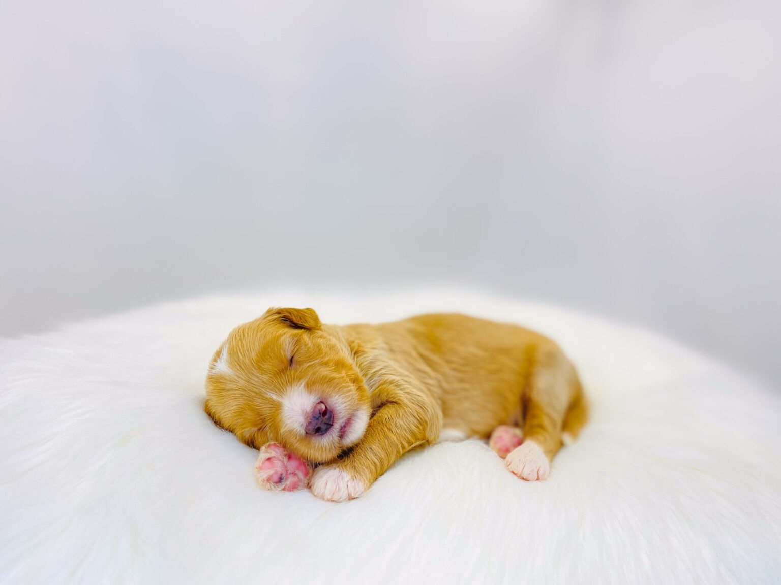 I am just a tiny baby and would love to join your family soon! Of course, you can’t see how cute and curly I will be when I get older, so the Dog Club will send updated photos when I am about 6 to 7 weeks old, if you choose to adopt me. Infant puppy deposits are refundable or transferrable.