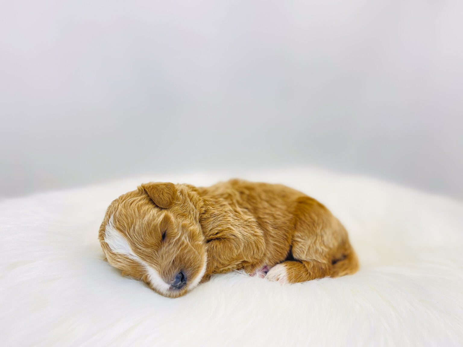 I am just a tiny baby and would love to join your family soon! Of course, you can’t see how cute and curly I will be when I get older, so the Dog Club will send updated photos when I am about 6 to 7 weeks old, if you choose to adopt me. Infant puppy deposits are refundable or transferrable.