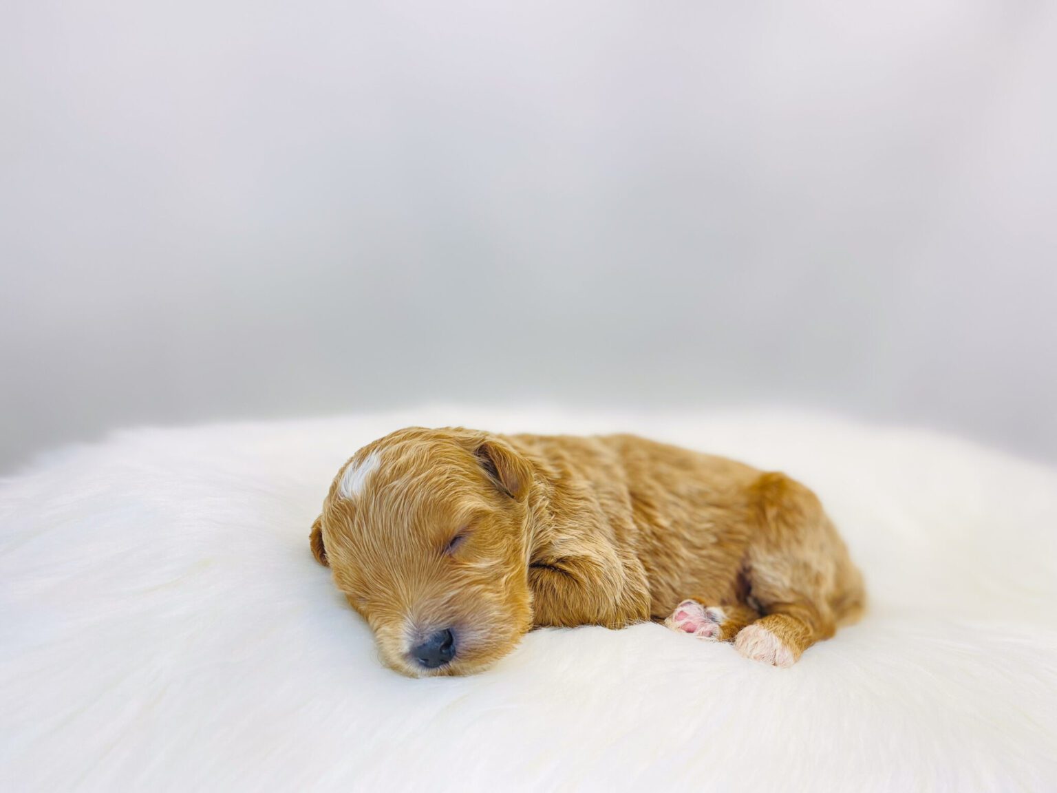 I am just a tiny baby and would love to join your family soon! Of course, you can’t see how cute and curly I will be when I get older, so the Dog Club will send updated photos when I am about 6 to 7 weeks old, if you choose to adopt me. Infant puppy deposits are refundable or transferrable.