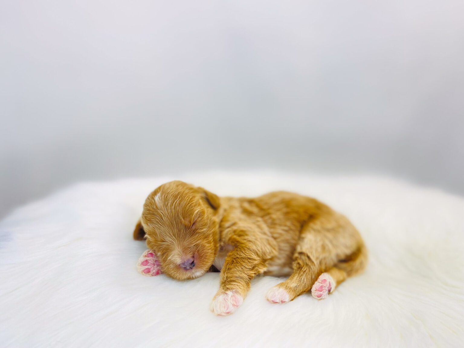 I am just a tiny baby and would love to join your family soon! Of course, you can’t see how cute and curly I will be when I get older, so the Dog Club will send updated photos when I am about 6 to 7 weeks old, if you choose to adopt me. Infant puppy deposits are refundable or transferrable.