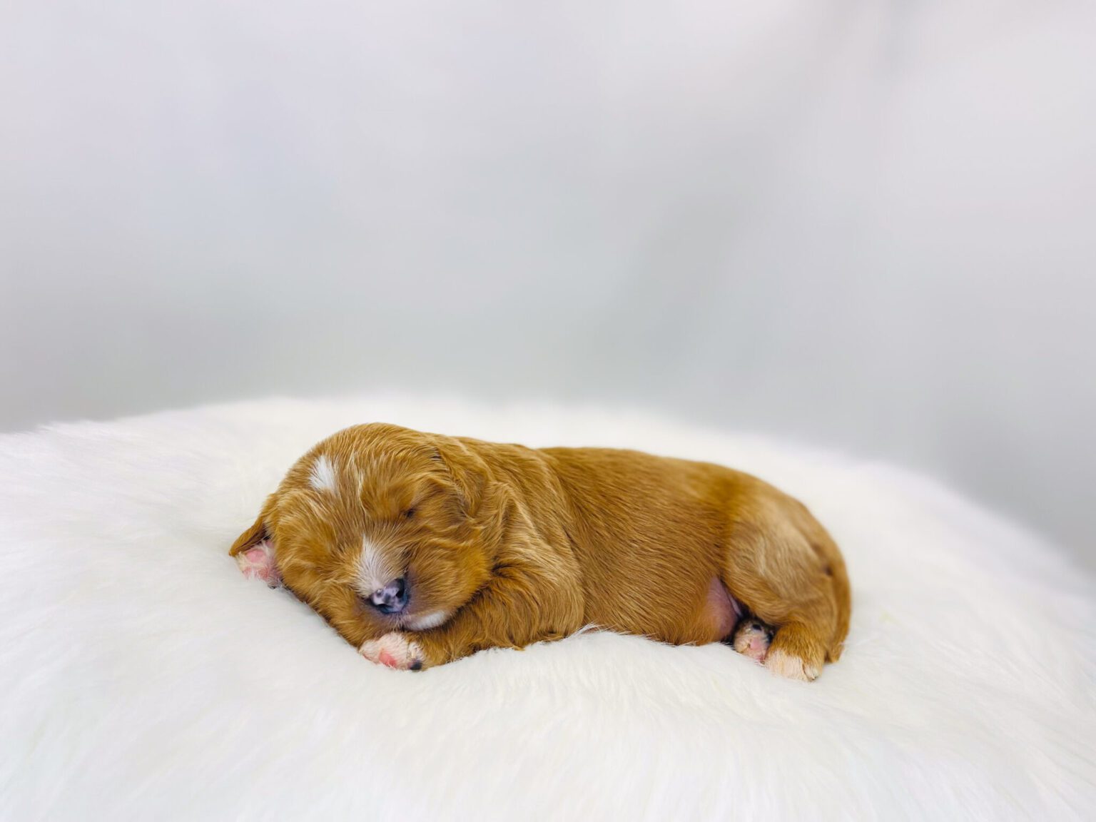 I am just a tiny baby and would love to join your family soon! Of course, you can’t see how cute and curly I will be when I get older, so the Dog Club will send updated photos when I am about 6 to 7 weeks old, if you choose to adopt me. Infant puppy deposits are refundable or transferrable.