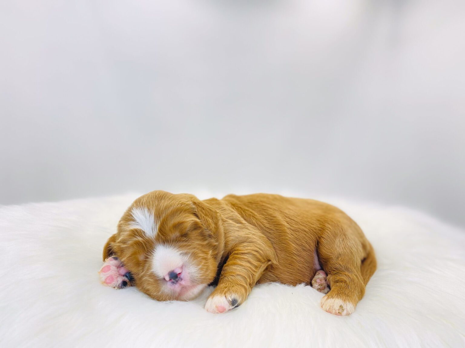 I am just a tiny baby and would love to join your family soon! Of course, you can’t see how cute and curly I will be when I get older, so the Dog Club will send updated photos when I am about 6 to 7 weeks old, if you choose to adopt me. Infant puppy deposits are refundable or transferrable.