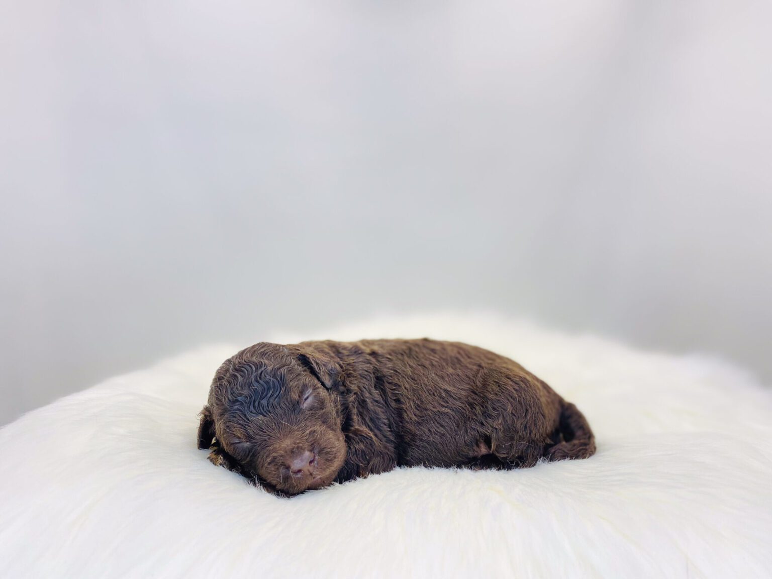 I am just a tiny baby and would love to join your family soon! Of course, you can’t see how cute and curly I will be when I get older, so the Dog Club will send updated photos when I am about 6 to 7 weeks old, if you choose to adopt me. Infant puppy deposits are refundable or transferrable.