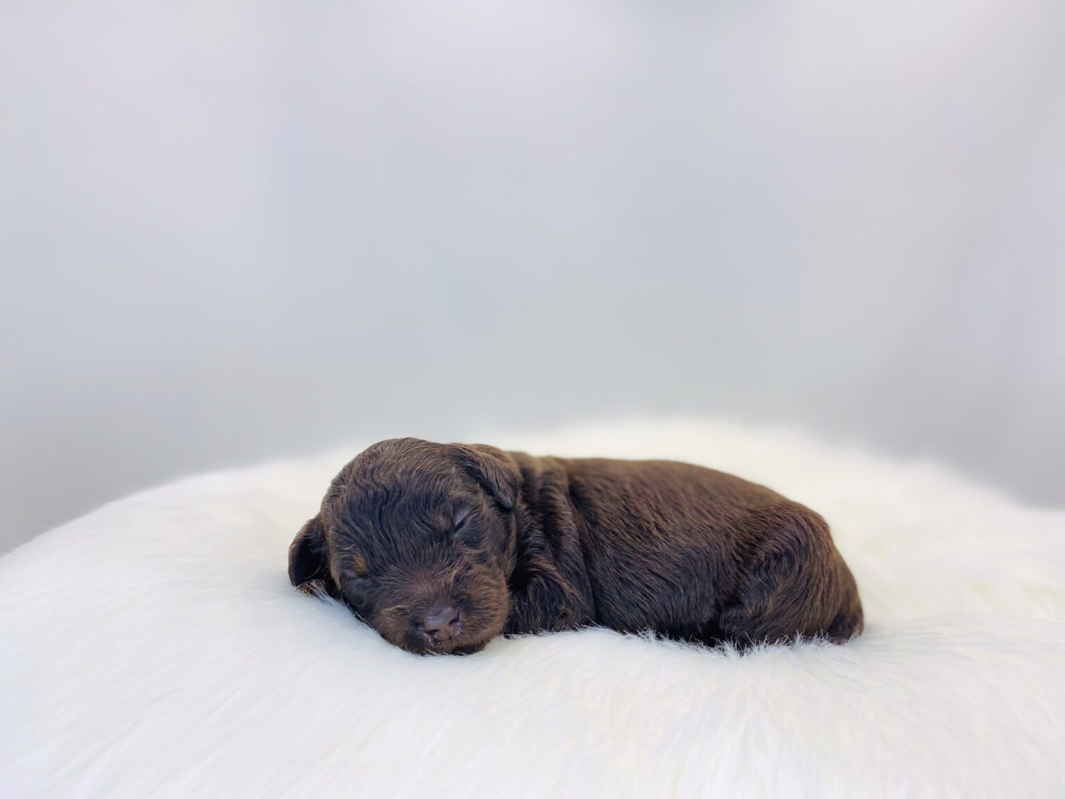 I am just a tiny baby and would love to join your family soon! Of course, you can’t see how cute and curly I will be when I get older, so the Dog Club will send updated photos when I am about 6 to 7 weeks old, if you choose to adopt me. Infant puppy deposits are refundable or transferrable.