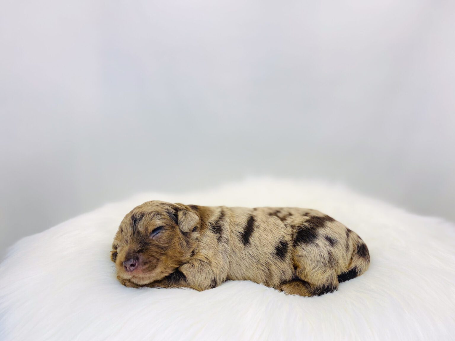 I am just a tiny baby and would love to join your family soon! Of course, you can’t see how cute and curly I will be when I get older, so the Dog Club will send updated photos when I am about 6 to 7 weeks old, if you choose to adopt me. Infant puppy deposits are refundable or transferrable.