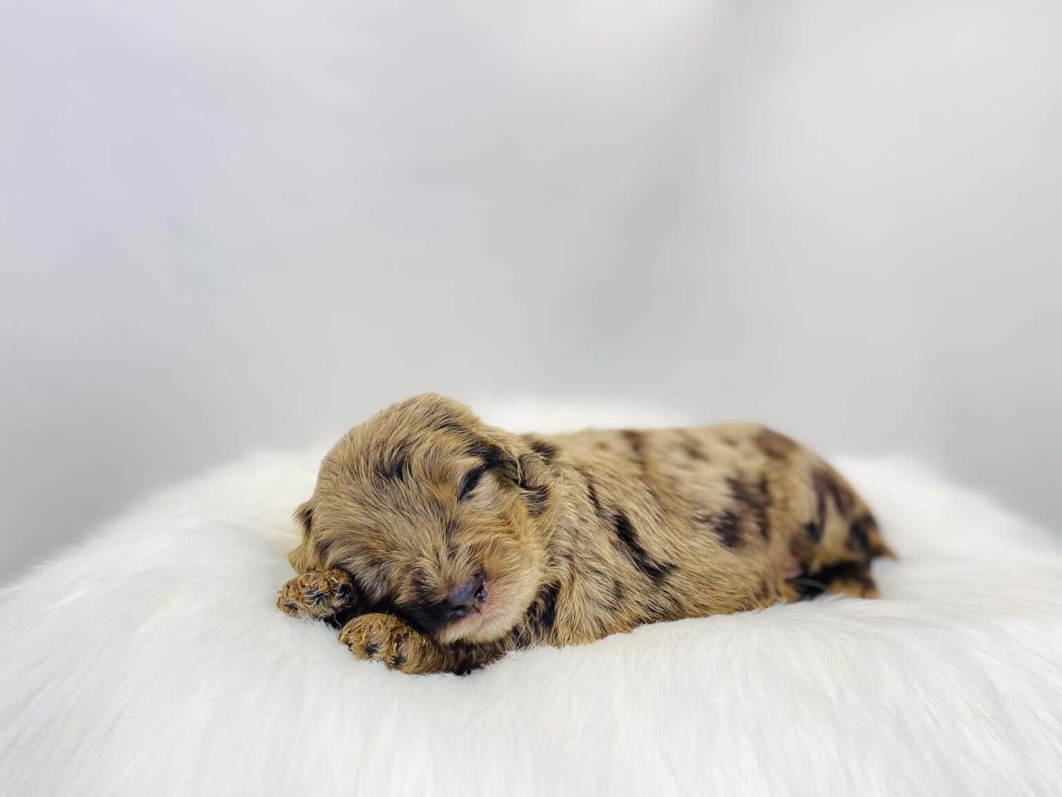 I am just a tiny baby and would love to join your family soon! Of course, you can’t see how cute and curly I will be when I get older, so the Dog Club will send updated photos when I am about 6 to 7 weeks old, if you choose to adopt me. Infant puppy deposits are refundable or transferrable.