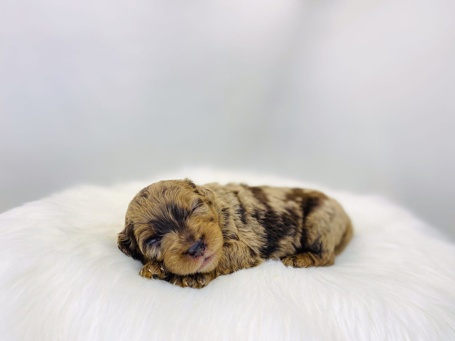 I am just a tiny baby and would love to join your family soon! Of course, you can’t see how cute and curly I will be when I get older, so the Dog Club will send updated photos when I am about 6 to 7 weeks old, if you choose to adopt me. Infant puppy deposits are refundable or transferrable.