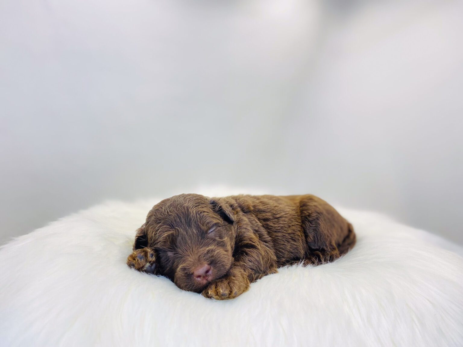 I am just a tiny baby and would love to join your family soon! Of course, you can’t see how cute and curly I will be when I get older, so the Dog Club will send updated photos when I am about 6 to 7 weeks old, if you choose to adopt me. Infant puppy deposits are refundable or transferrable.