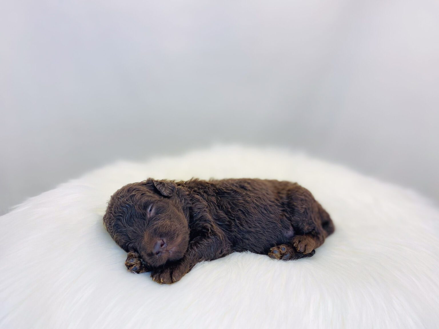 I am just a tiny baby and would love to join your family soon! Of course, you can’t see how cute and curly I will be when I get older, so the Dog Club will send updated photos when I am about 6 to 7 weeks old, if you choose to adopt me. Infant puppy deposits are refundable or transferrable.