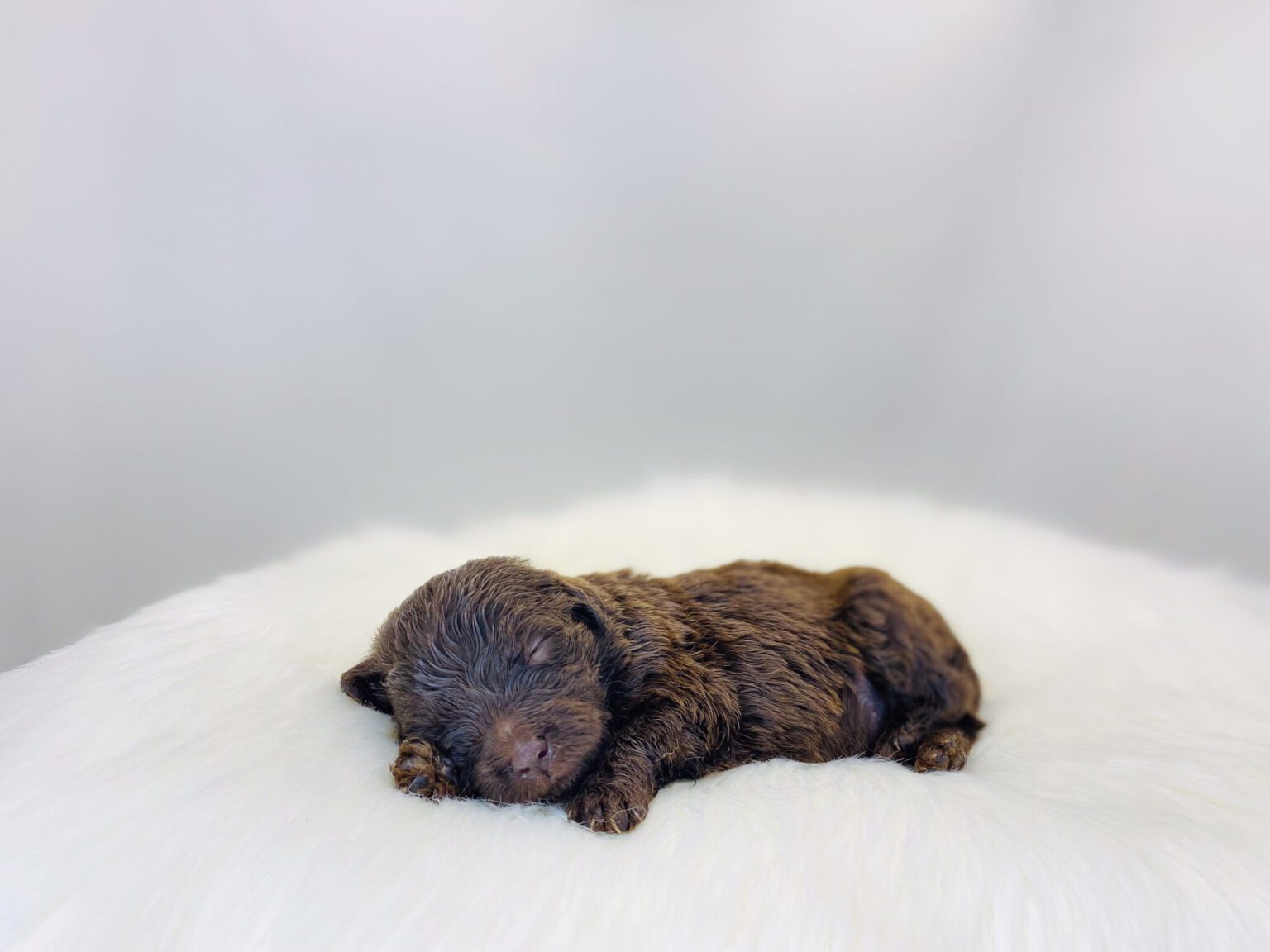 I am just a tiny baby and would love to join your family soon! Of course, you can’t see how cute and curly I will be when I get older, so the Dog Club will send updated photos when I am about 6 to 7 weeks old, if you choose to adopt me. Infant puppy deposits are refundable or transferrable.