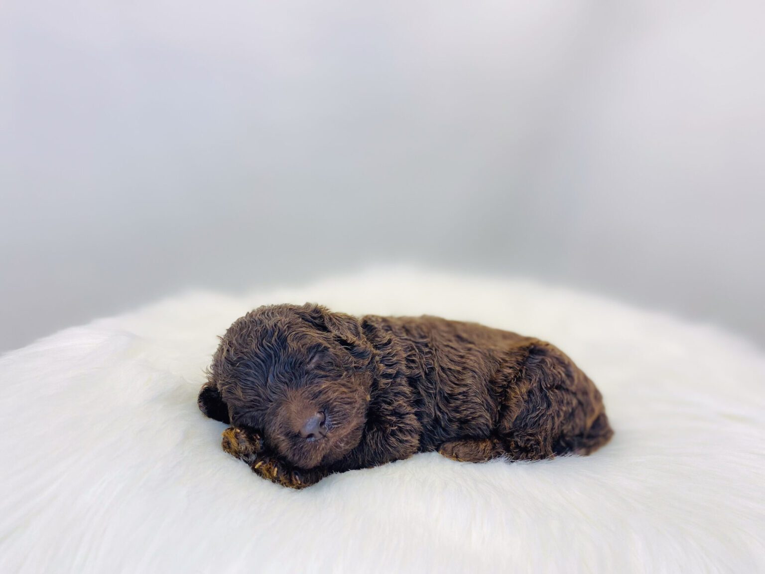 I am just a tiny baby and would love to join your family soon! Of course, you can’t see how cute and curly I will be when I get older, so the Dog Club will send updated photos when I am about 6 to 7 weeks old, if you choose to adopt me. Infant puppy deposits are refundable or transferrable.