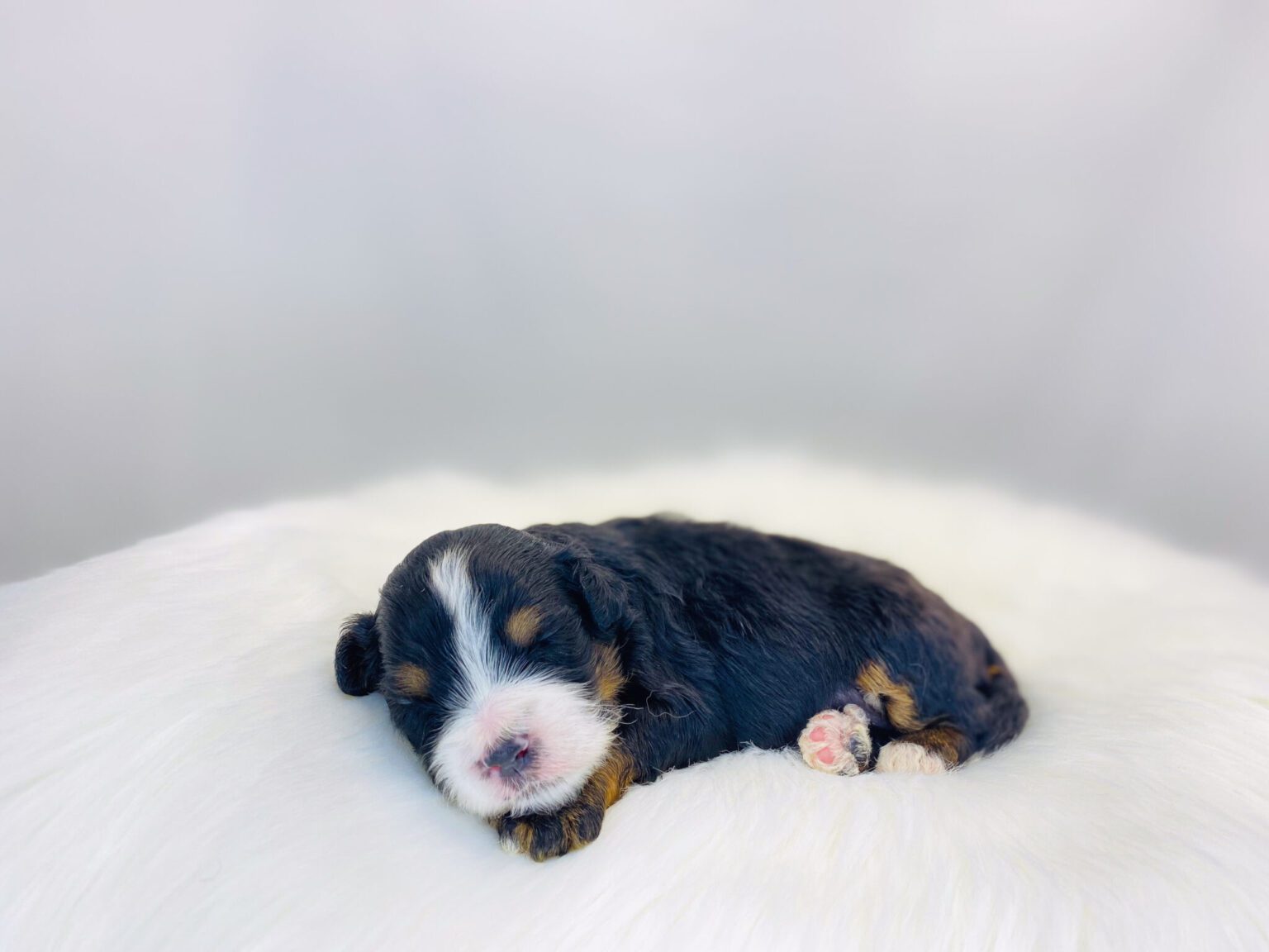I am just a tiny baby and would love to join your family soon! Of course, you can’t see how cute and curly I will be when I get older, so the Dog Club will send updated photos when I am about 6 to 7 weeks old, if you choose to adopt me. Infant puppy deposits are refundable or transferrable.