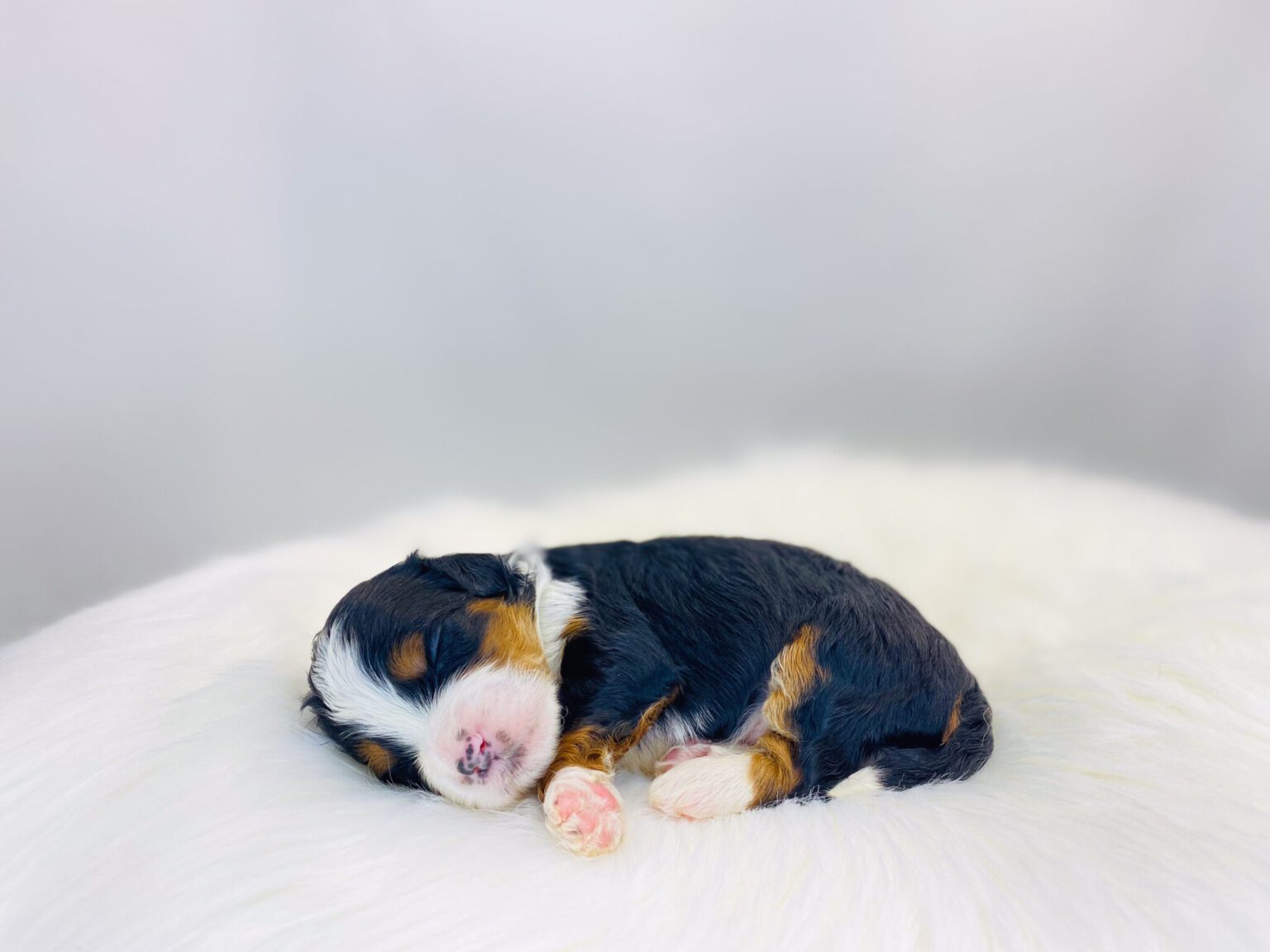 I am just a tiny baby and would love to join your family soon! Of course, you can’t see how cute and curly I will be when I get older, so the Dog Club will send updated photos when I am about 6 to 7 weeks old, if you choose to adopt me. Infant puppy deposits are refundable or transferrable.