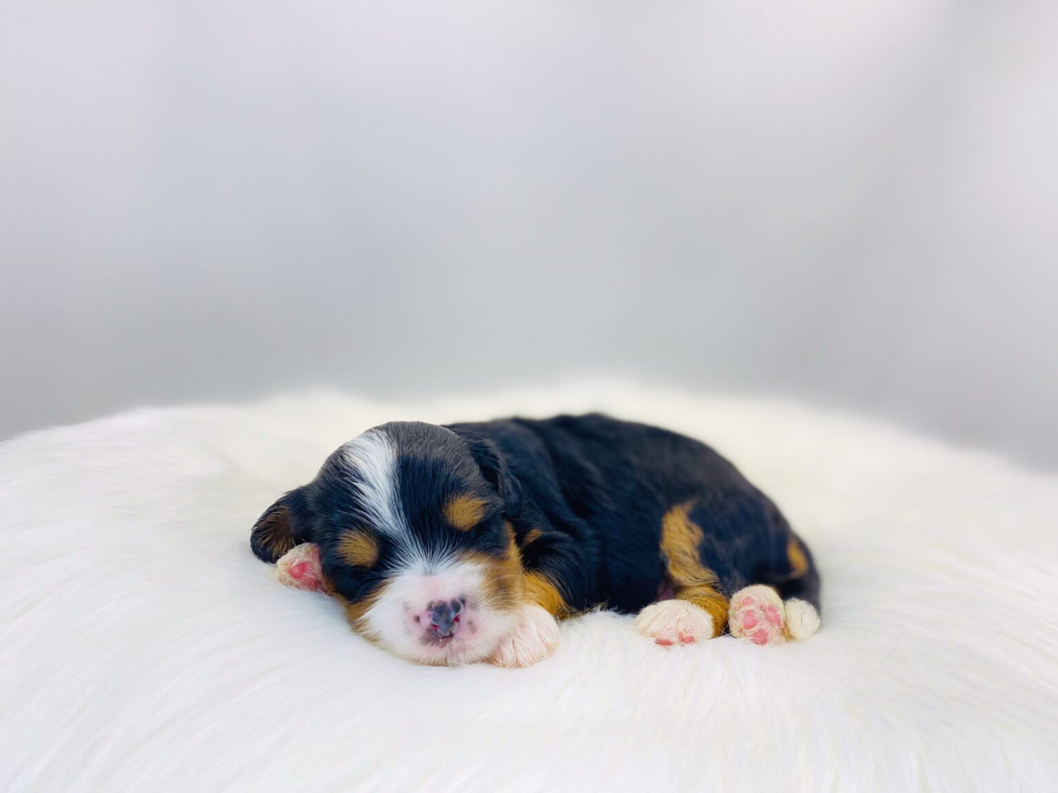 I am just a tiny baby and would love to join your family soon! Of course, you can’t see how cute and curly I will be when I get older, so the Dog Club will send updated photos when I am about 6 to 7 weeks old, if you choose to adopt me. Infant puppy deposits are refundable or transferrable.