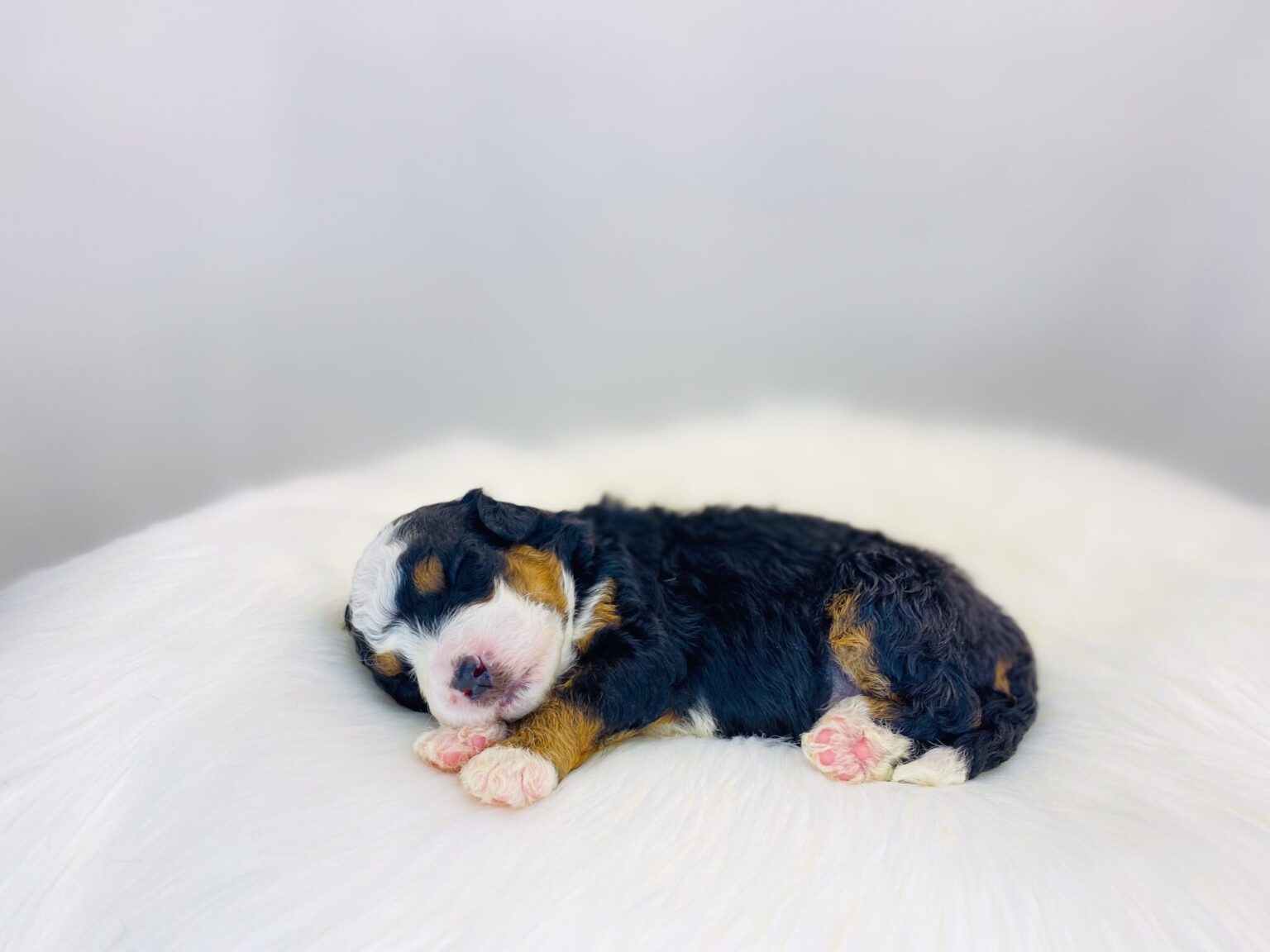 I am just a tiny baby and would love to join your family soon! Of course, you can’t see how cute and curly I will be when I get older, so the Dog Club will send updated photos when I am about 6 to 7 weeks old, if you choose to adopt me. Infant puppy deposits are refundable or transferrable.