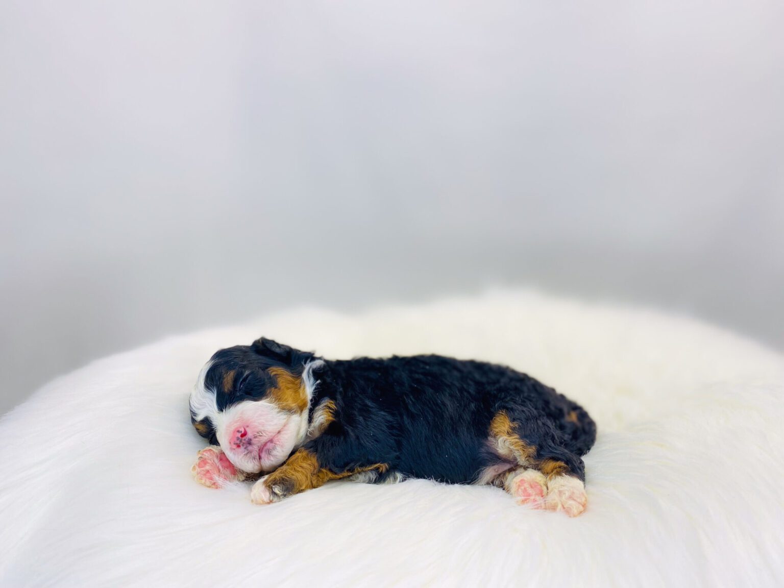 I am just a tiny baby and would love to join your family soon! Of course, you can’t see how cute and curly I will be when I get older, so the Dog Club will send updated photos when I am about 6 to 7 weeks old, if you choose to adopt me. Infant puppy deposits are refundable or transferrable.