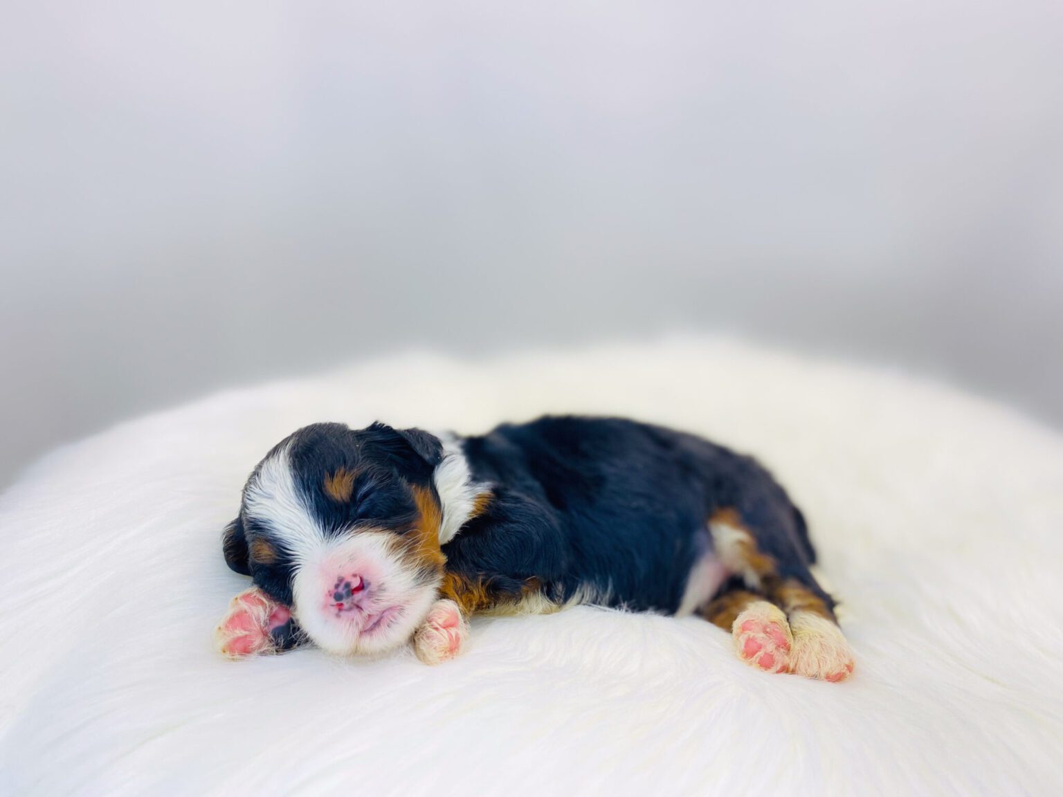 I am just a tiny baby and would love to join your family soon! Of course, you can’t see how cute and curly I will be when I get older, so the Dog Club will send updated photos when I am about 6 to 7 weeks old, if you choose to adopt me. Infant puppy deposits are refundable or transferrable.