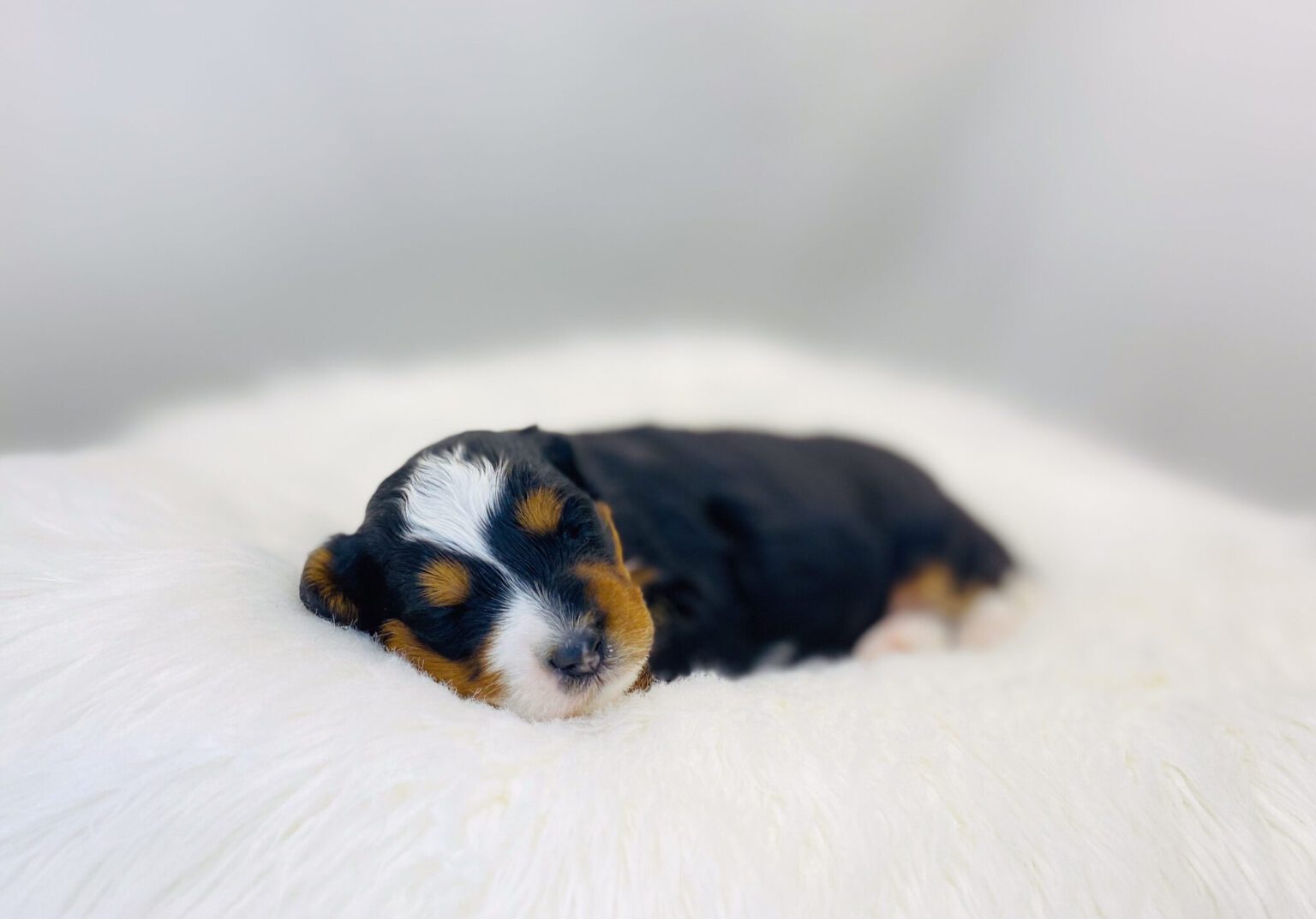 I am just a tiny baby and would love to join your family soon! Of course, you can’t see how cute and curly I will be when I get older, so the Dog Club will send updated photos when I am about 6 to 7 weeks old, if you choose to adopt me. Infant puppy deposits are refundable or transferrable.