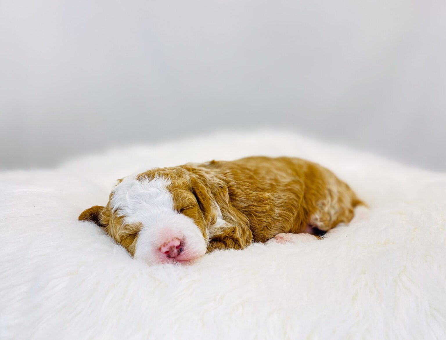 I am just a tiny baby and would love to join your family soon! Of course, you can’t see how cute and curly I will be when I get older, so the Dog Club will send updated photos when I am about 6 to 7 weeks old, if you choose to adopt me. Infant puppy deposits are refundable or transferrable.